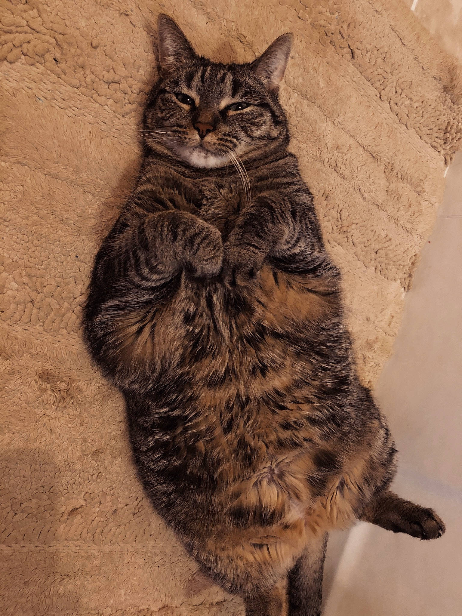 Cindy is registered to the contest to win money with this photo: american_bobtail, asian, california_spangled, carnivore, cat, domestic_short_haired_cat, dragon_li, european_shorthair, felidae, fur, small_to_medium_sized_cats, tabby_cat, tail, whiskers, wild_cat