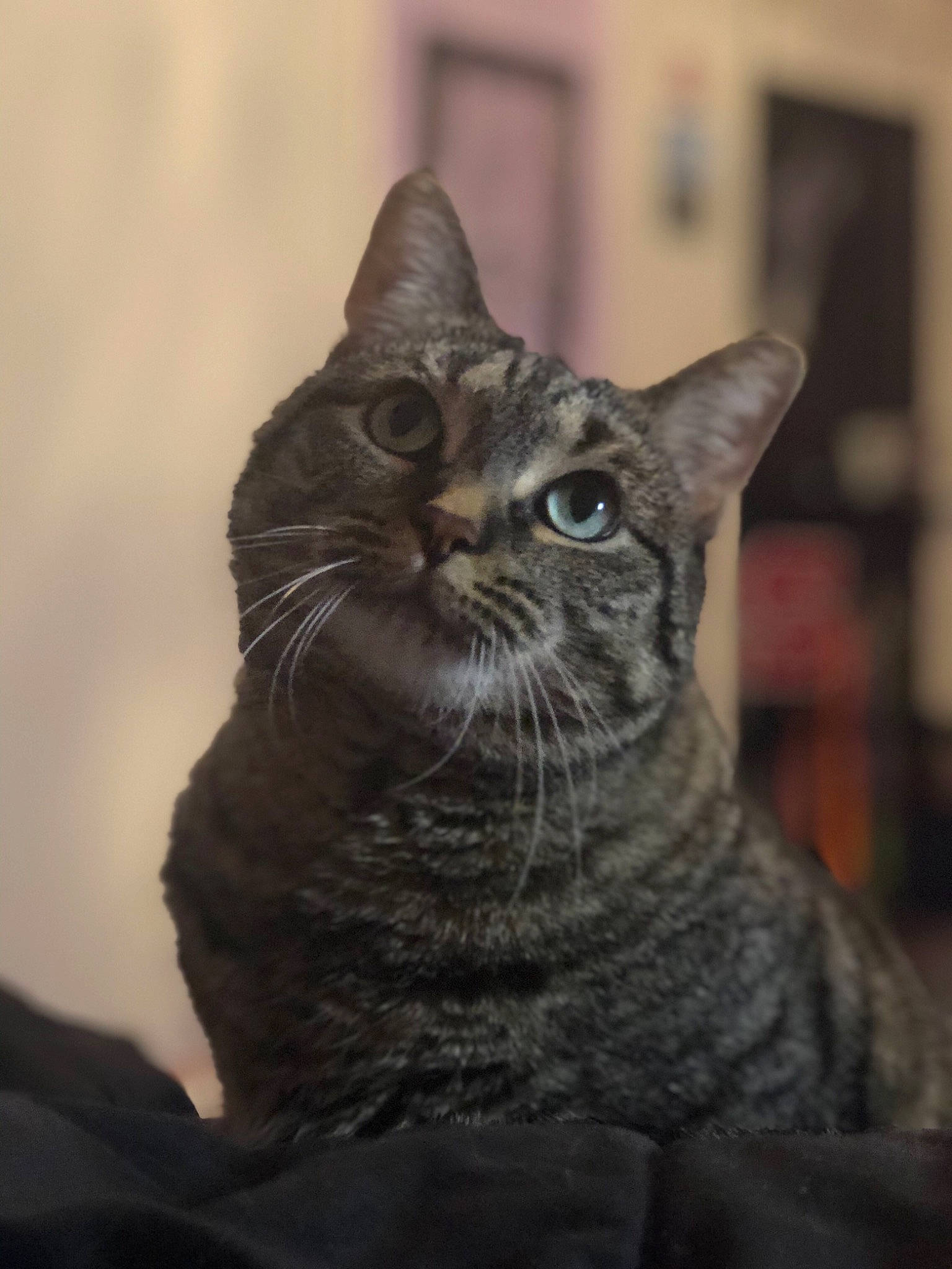 Cindy is registered to the contest to win money with this photo: american_shorthair, asian, british_shorthair, california_spangled, carnivore, cat, domestic_short_haired_cat, dragon_li, european_shorthair, felidae, german_rex, mammal, small_to_medium_sized_cats, snout, tabby_cat, whiskers