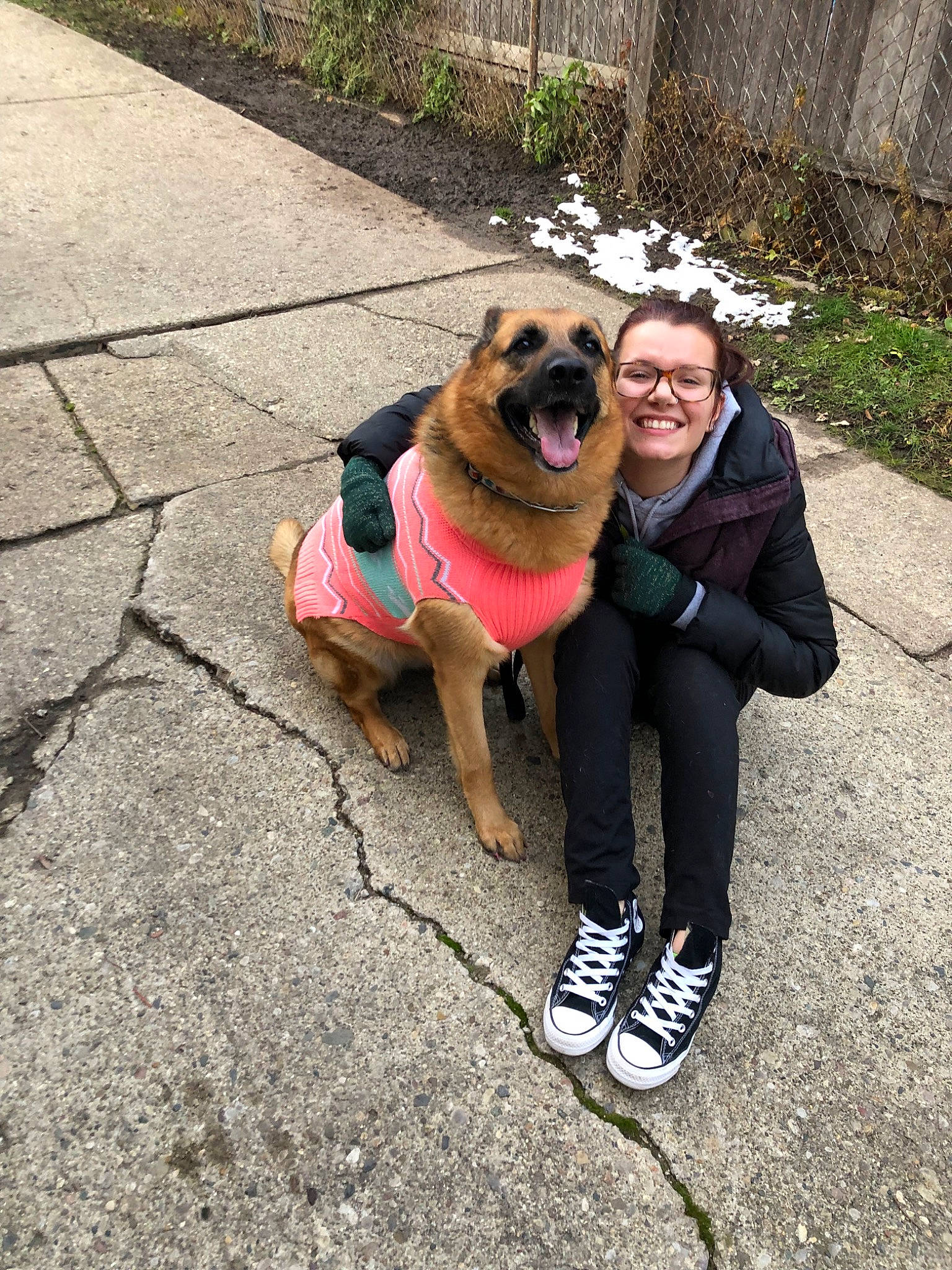 Daisy joined the competition — help win amazing prizes! canidae, carnivore, companion_dog, dog, dog_breed, dog_walking, fawn, mammal, snout, sporting_group, vertebrate