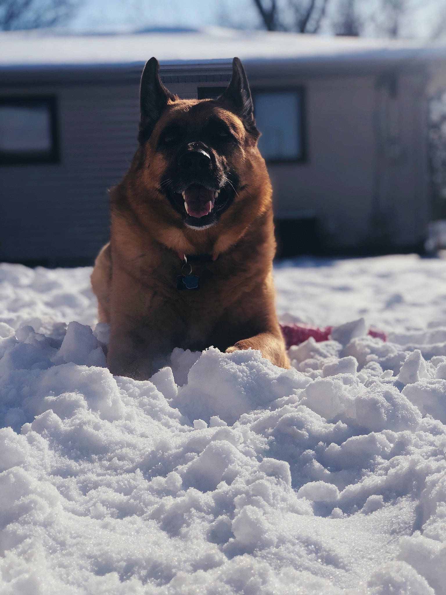 Daisy is registered to the contest to win money with this photo: belgian_shepherd, belgian_shepherd_malinois, canidae, carnivore, dog, dog_breed, east_european_shepherd, fawn, german_shepherd_dog, mammal, old_german_shepherd_dog, snout, snow, winter
