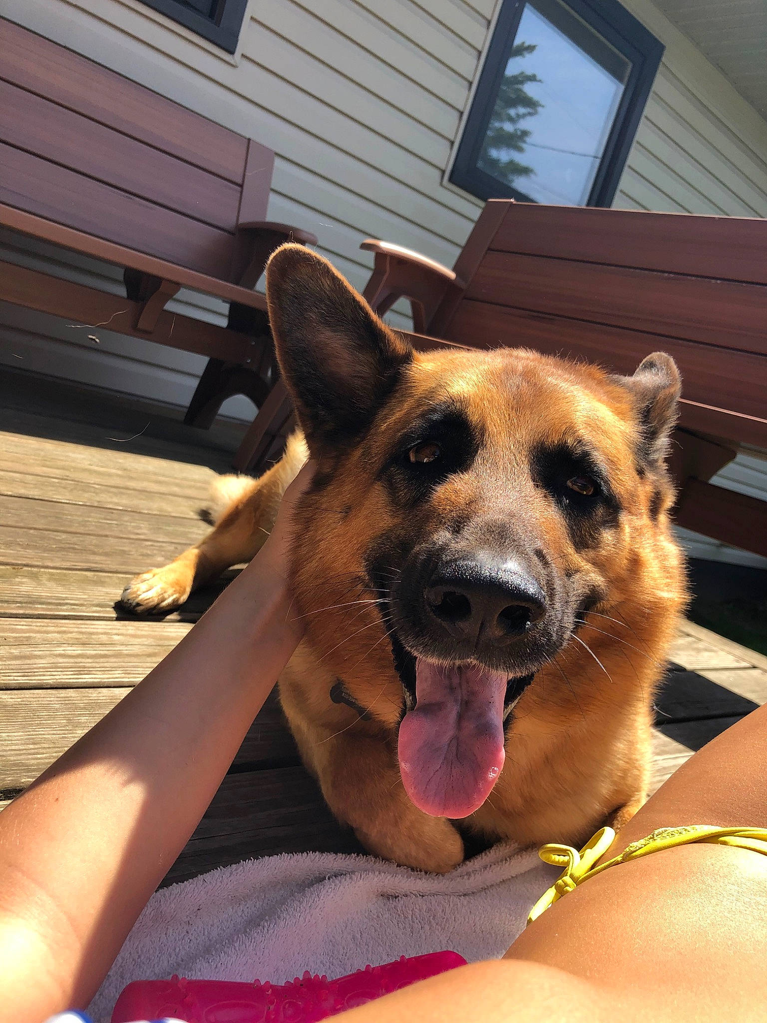 Daisy is registered to the contest to win money with this photo: belgian_shepherd_malinois, canidae, carnivore, dog, dog_breed, ear, fawn, german_shepherd_dog, mammal, old_german_shepherd_dog, organ, snout, vertebrate