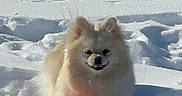 Lily is registered to the contest to win money with this photo: animal, canine, cold, daylight, dog, fluffy, furry, lying_down, nature, outdoor, pet, playful, red_bone, small_dog, snow, snowy_field, sunlight, toy, white_snow, winter