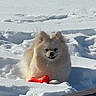 animal, canine, cold, daylight, dog, fluffy, furry, lying_down, nature, outdoor, pet, playful, red_bone, small_dog, snow, snowy_field, sunlight, toy, white_snow, winter