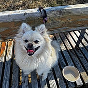 Lily joined the competition — help win amazing prizes! animal, bench, close_up, companion, cute, daylight, dog, fluffy, grass, happy, leash, nature, outdoor, pet, smiling, sunlight, tongue_out, water_bowl, white_dog, wooden_bench
