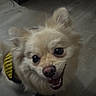 Lily is registered to the contest to win money with this photo: animal, black, canine, companion, cute, dog, domestic_animal, ears, floor, fluffy, fur, happy, harness, indoor, looking_up, pet, small_dog, smiling, tongue, yellow
