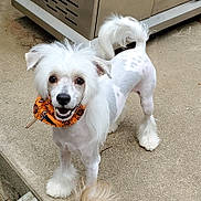 Bynx joined the competition — help win amazing prizes! animal, bandana, companion, concrete, cute, dog, ears, face, fluffy, friendly, fur, happy, orange_bandana, outdoor, pet, small_dog, smiling, standing, tail, white_dog
