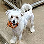 animal, bandana, companion, concrete, cute, dog, ears, face, fluffy, friendly, fur, happy, orange_bandana, outdoor, pet, small_dog, smiling, standing, tail, white_dog