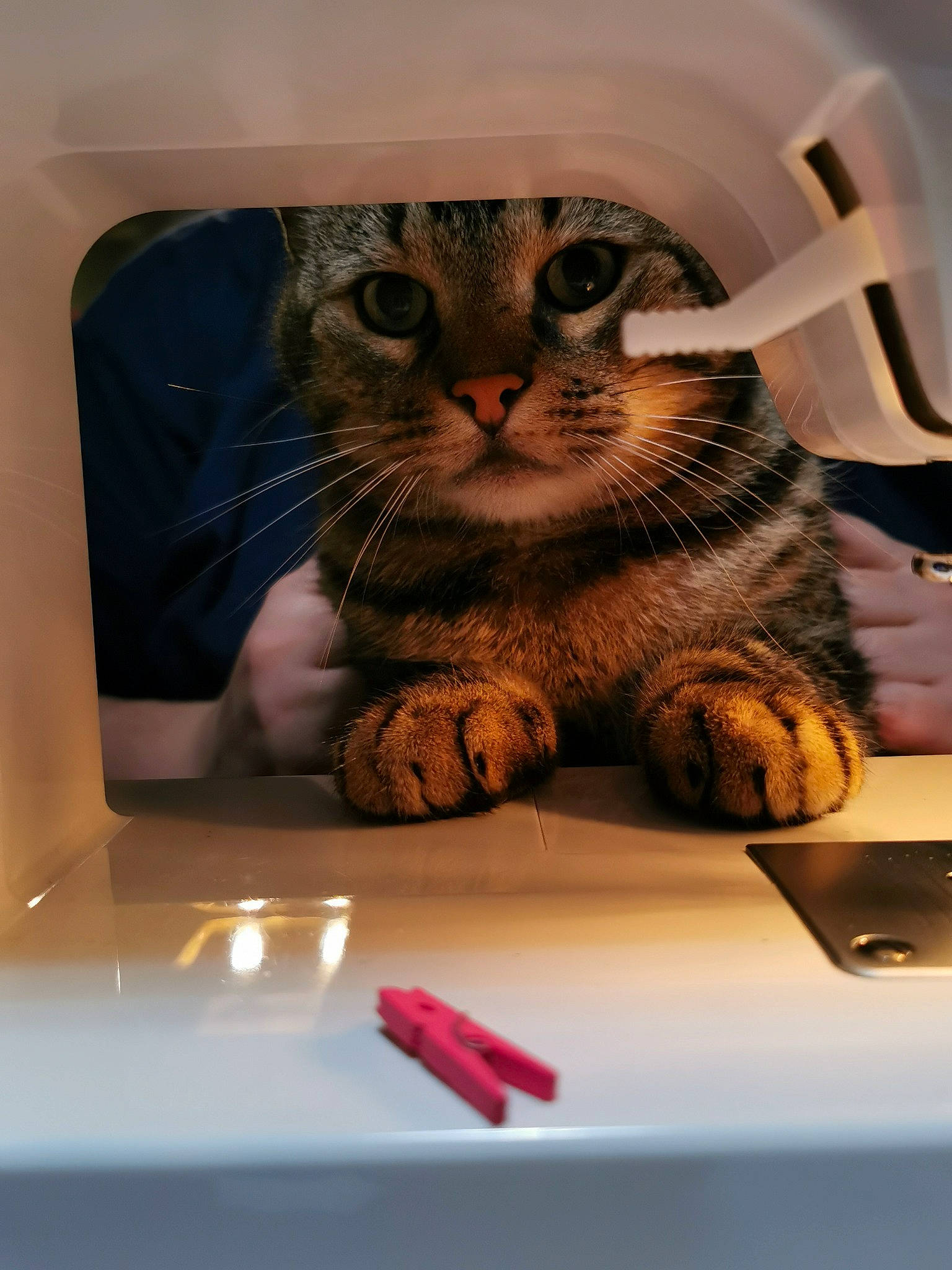 Cana a rejoint le concours — aidez-le/la à gagner de superbes lots ! american_shorthair, asian, carnivore, cat, domestic_short_haired_cat, dragon_li, european_shorthair, felidae, kitten, ocicat, paw, pixie_bob, small_to_medium_sized_cats, snout, tabby_cat, whiskers