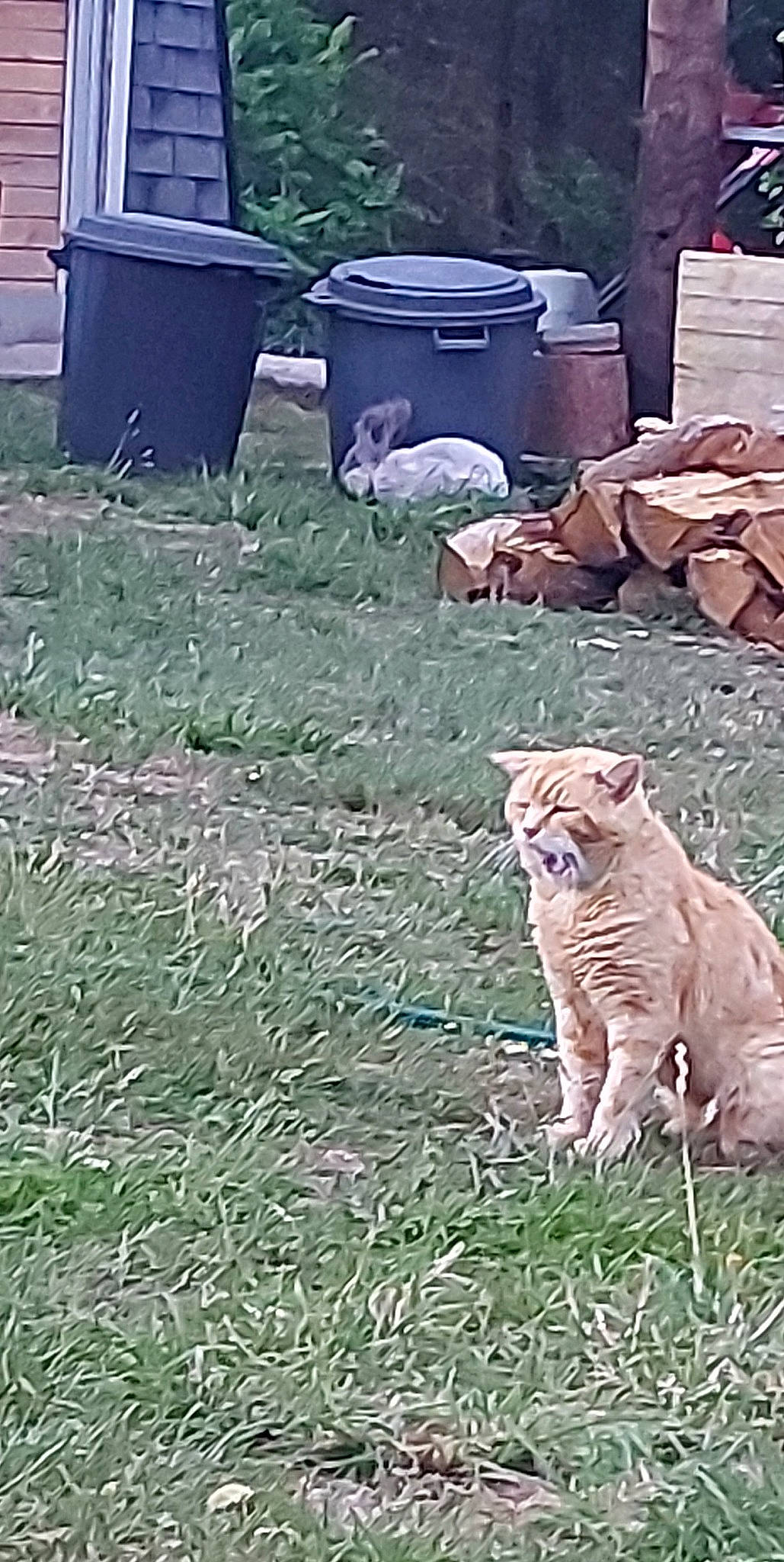 O Malley participe au concours pour gagner de l'argent avec cette photo : big_cats, carnivore, cat, cemetery, fawn, felidae, font, fur, gas, grass, grave, groundcover, photo_caption, small_to_medium_sized_cats, soil, tail, terrestrial_animal, waste_container, waste_containment, whiskers