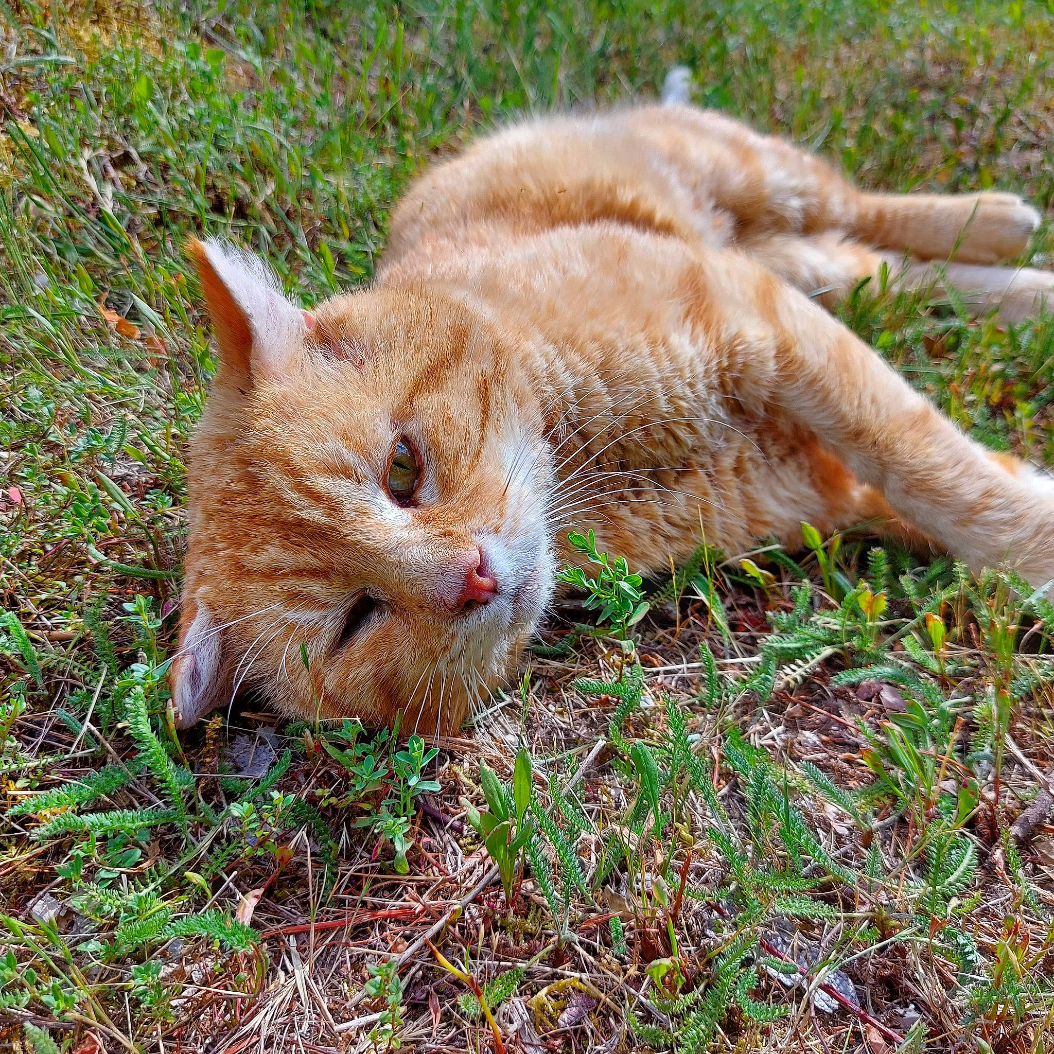 O Malley participe au concours pour gagner de l'argent avec cette photo : carnivore, cat, domestic_short_haired_cat, fawn, felidae, fur, grass, groundcover, plant, small_to_medium_sized_cats, snout, tail, terrestrial_animal, whiskers, wildlife