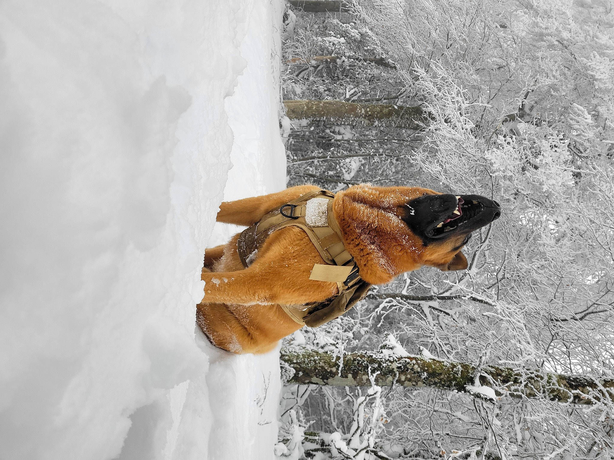 Kenaï a rejoint le concours — aidez-le/la à gagner de superbes lots ! amphibian, arthropod, fawn, foot, freezing, fur, glove, insect, moth, moths_and_butterflies, pest, pollinator, snout, snow, tail, tree, wildlife, window, winter, wood