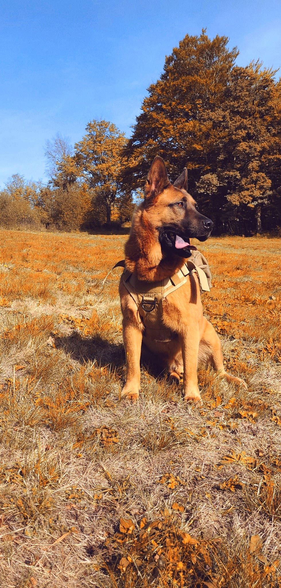 Kenaï participe au concours pour gagner de l'argent avec cette photo : canidae, carnivore, companion_dog, dog, dog_breed, fawn, grass, grassland, happy, landscape, plant, sky, soil, sporting_group, tail, terrestrial_animal, tree, wood, working_animal, working_dog