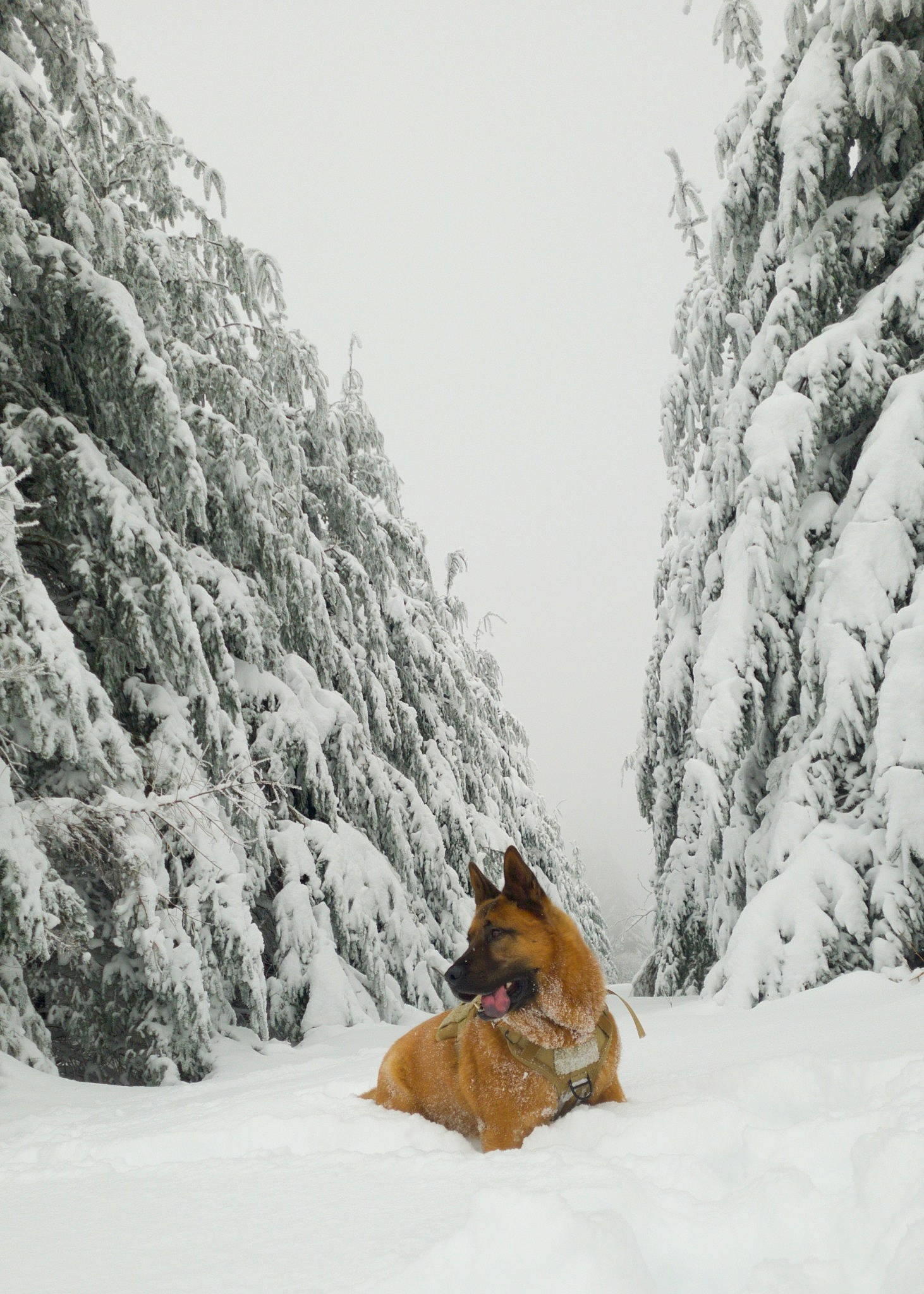 Kenaï participe au concours pour gagner de l'argent avec cette photo : carnivore, conifer, dog, dog_breed, event, freezing, geological_phenomenon, glacial_landform, ice_cap, landscape, mountain, recreation, rock, sky, slope, snow, tree, wildlife, winter, wood