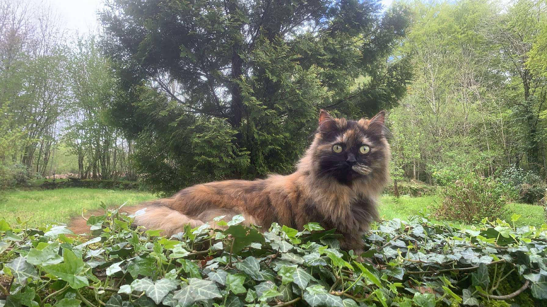 Nala participe au concours pour gagner de l'argent avec cette photo : british_longhair, canidae, carnivore, cat, dog_breed, eye, fawn, felidae, fur, grass, groundcover, plant, ragdoll, small_to_medium_sized_cats, snout, tail, terrestrial_animal, tree, whiskers, wildlife