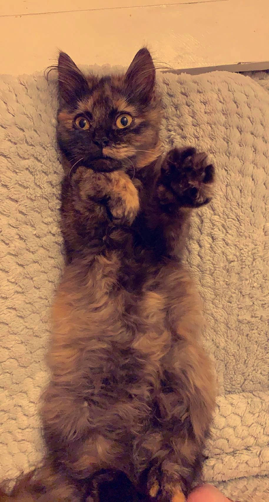 Nala participe au concours pour gagner de l'argent avec cette photo : carnivore, cat, claw, comfort, domestic_short_haired_cat, eye, fawn, felidae, fur, grey, paw, shadow, small_to_medium_sized_cats, snout, tail, terrestrial_animal, whiskers, window, working_animal