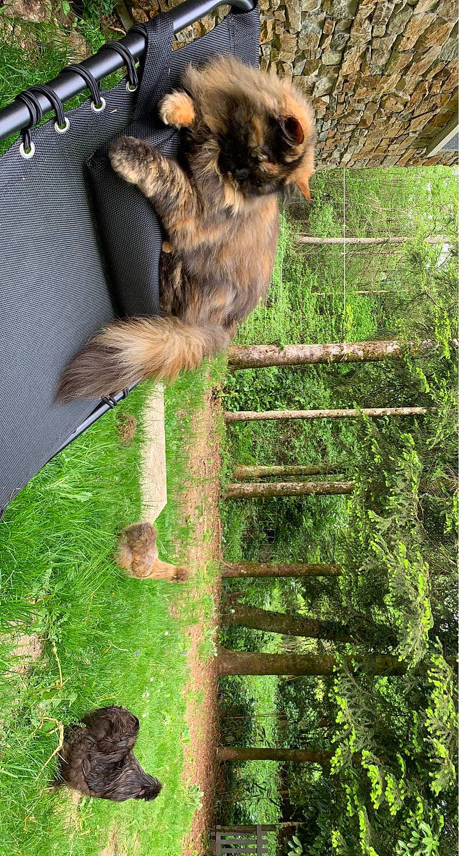 Nala participe au concours pour gagner de l'argent avec cette photo : dog_breed, fawn, fence, fur, grass, green, groundcover, marsupial, mesh, plant, primate, tail, terrestrial_animal, tree, trunk, vertebrate, window, wire_fencing, wood, zoo