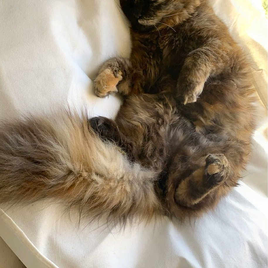 Nala