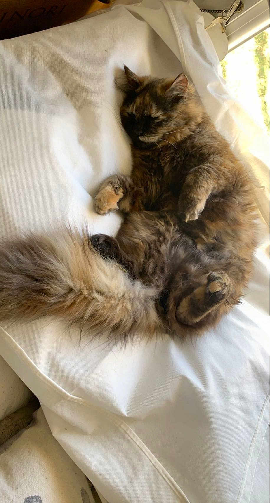 Nala