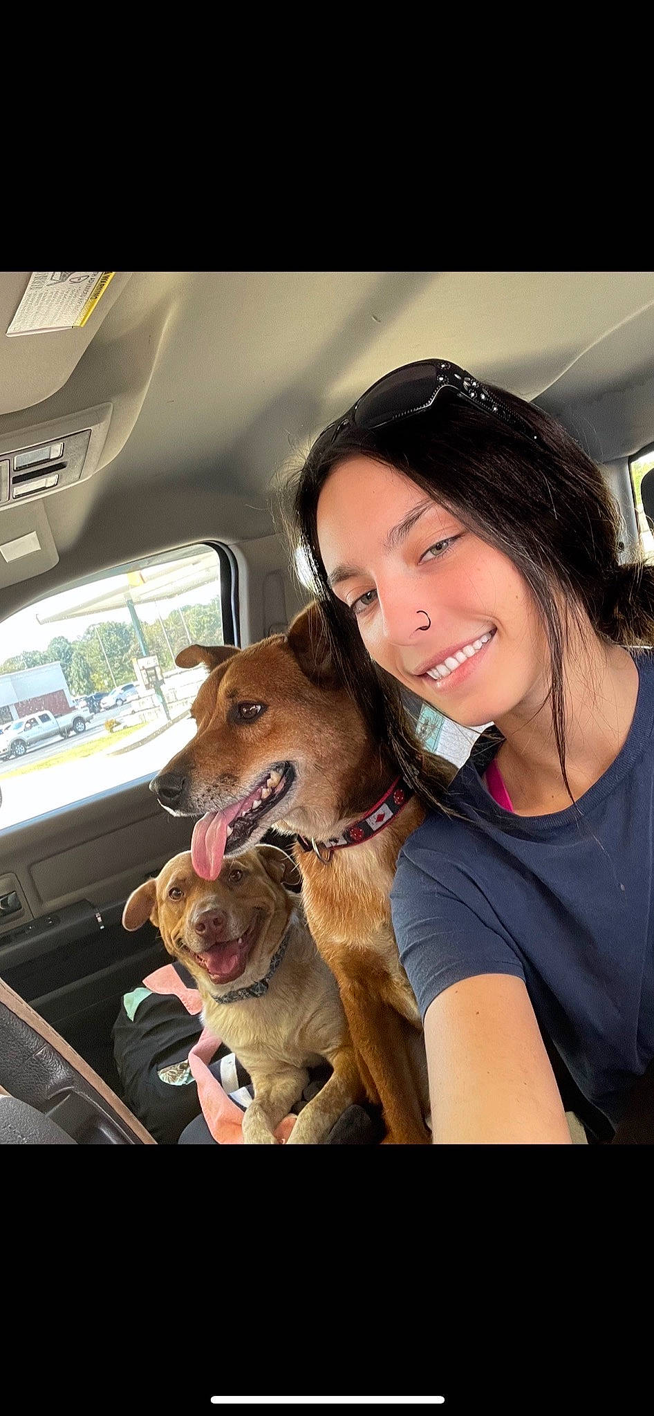 Charlie joined the competition — help win amazing prizes! car, carnivore, collar, companion_dog, dog, dog_breed, eyewear, fawn, happy, jaw, leash, long_hair, mammal, motor_vehicle, smile, snout, vehicle, vehicle_door, window, working_animal