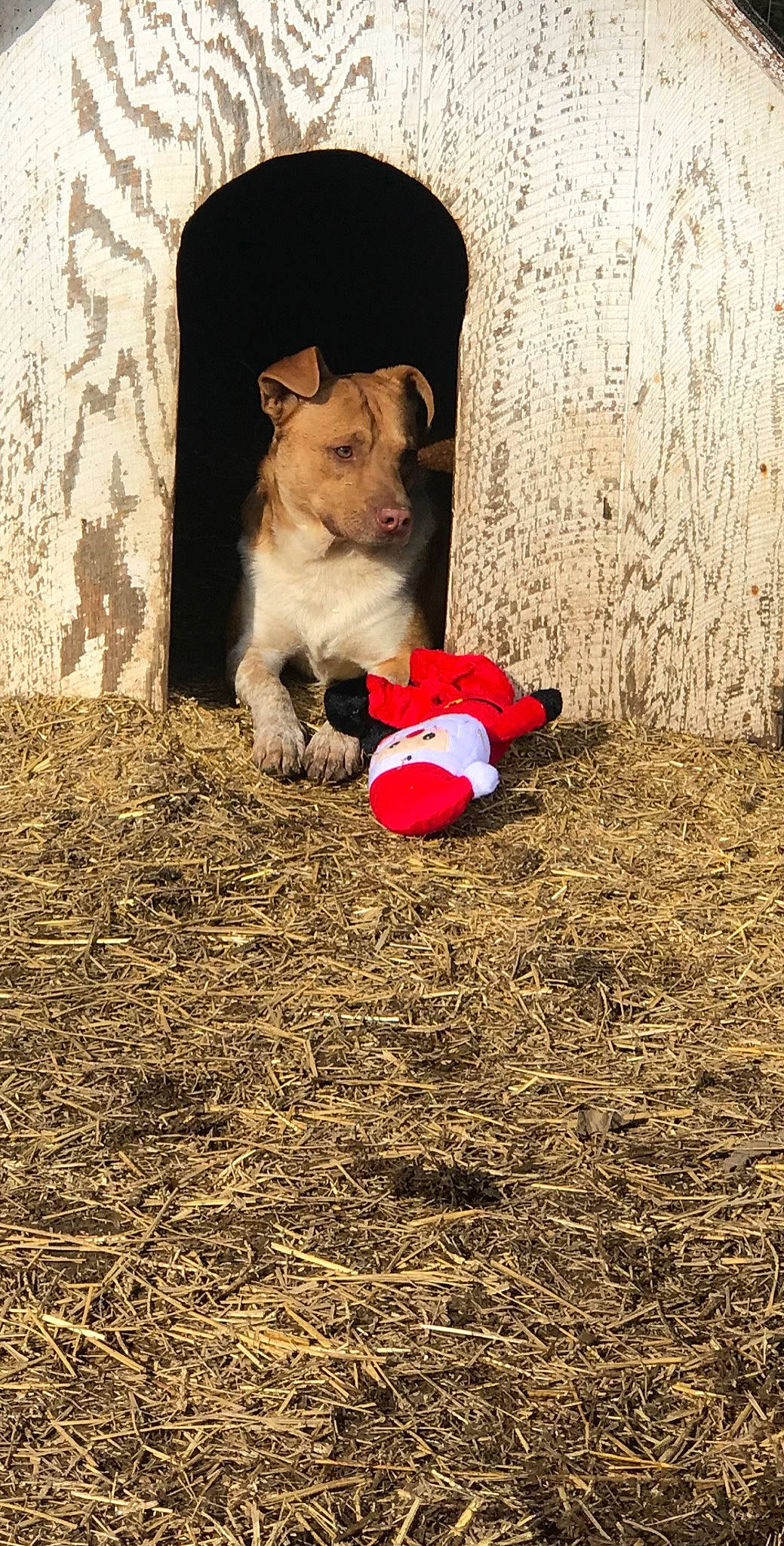 Charlie is registered to the contest to win money with this photo: ball, canidae, carmine, carnivore, companion_dog, dog, dog_breed, dog_supply, fawn, flooring, grass, happy, people_in_nature, snout, soil, sporting_group, tail, tints_and_shades, wood, working_animal