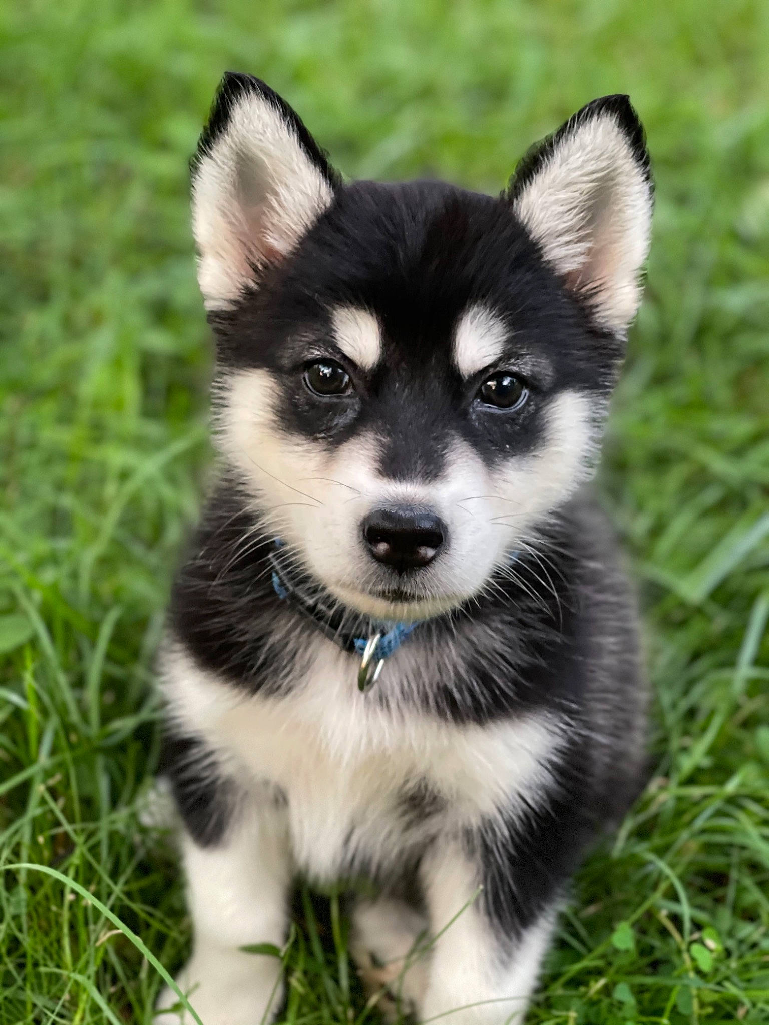 Nikao is registered to the contest to win money with this photo: ancient_dog_breeds, art, canidae, canis, carnivore, companion_dog, dog, dog_breed, fur, grass, non_sporting_group, plant, siberian_husky, sled_dog, snout, sporting_group, terrestrial_animal, tree, working_animal, working_dog