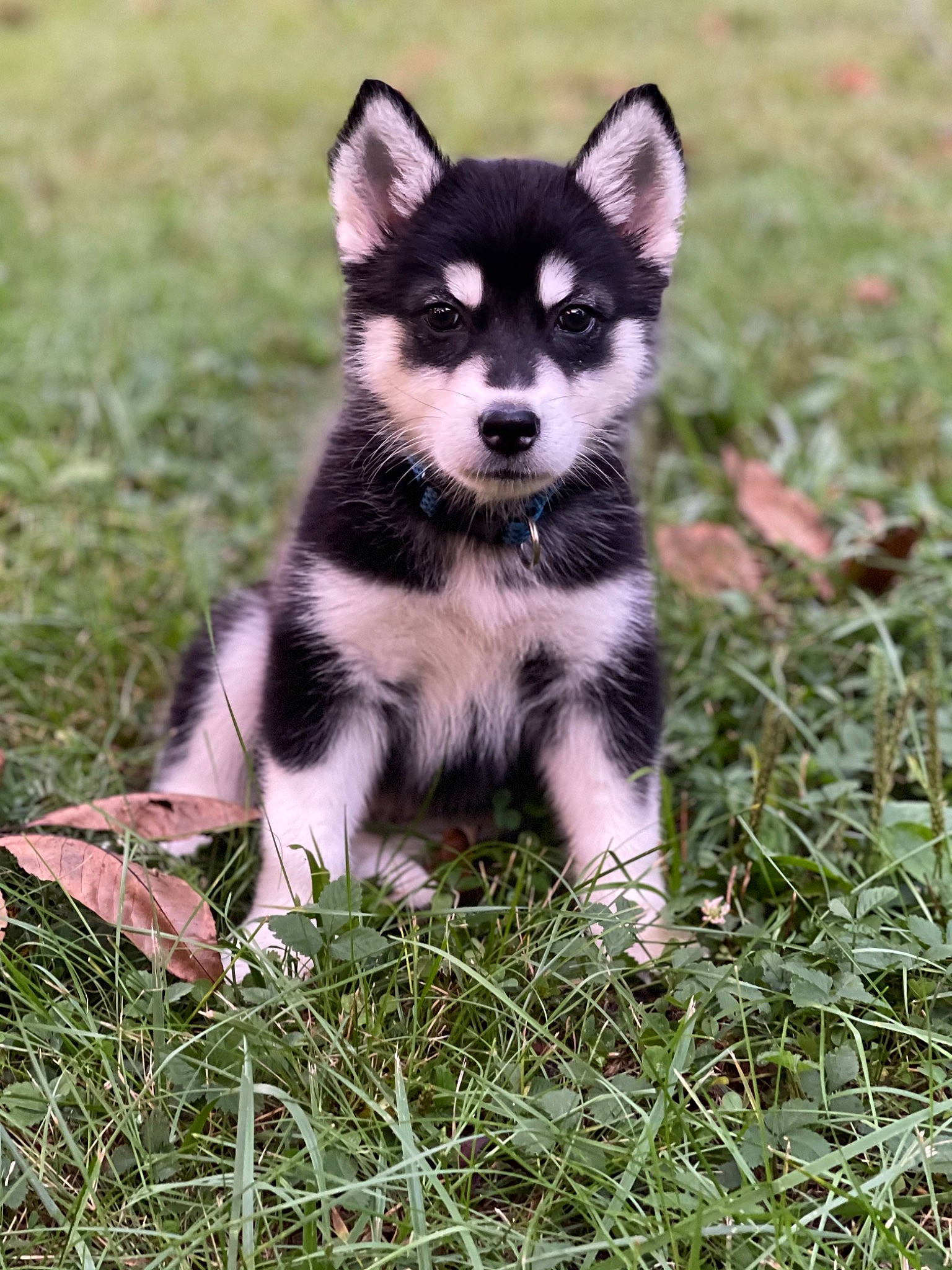 Nikao joined the competition — help win amazing prizes! canidae, carnivore, companion_dog, dog, dog_breed, fur, grass, non_sporting_group, plant, sled_dog, sporting_group, tail, terrestrial_animal, tree, whiskers, working_animal, working_dog