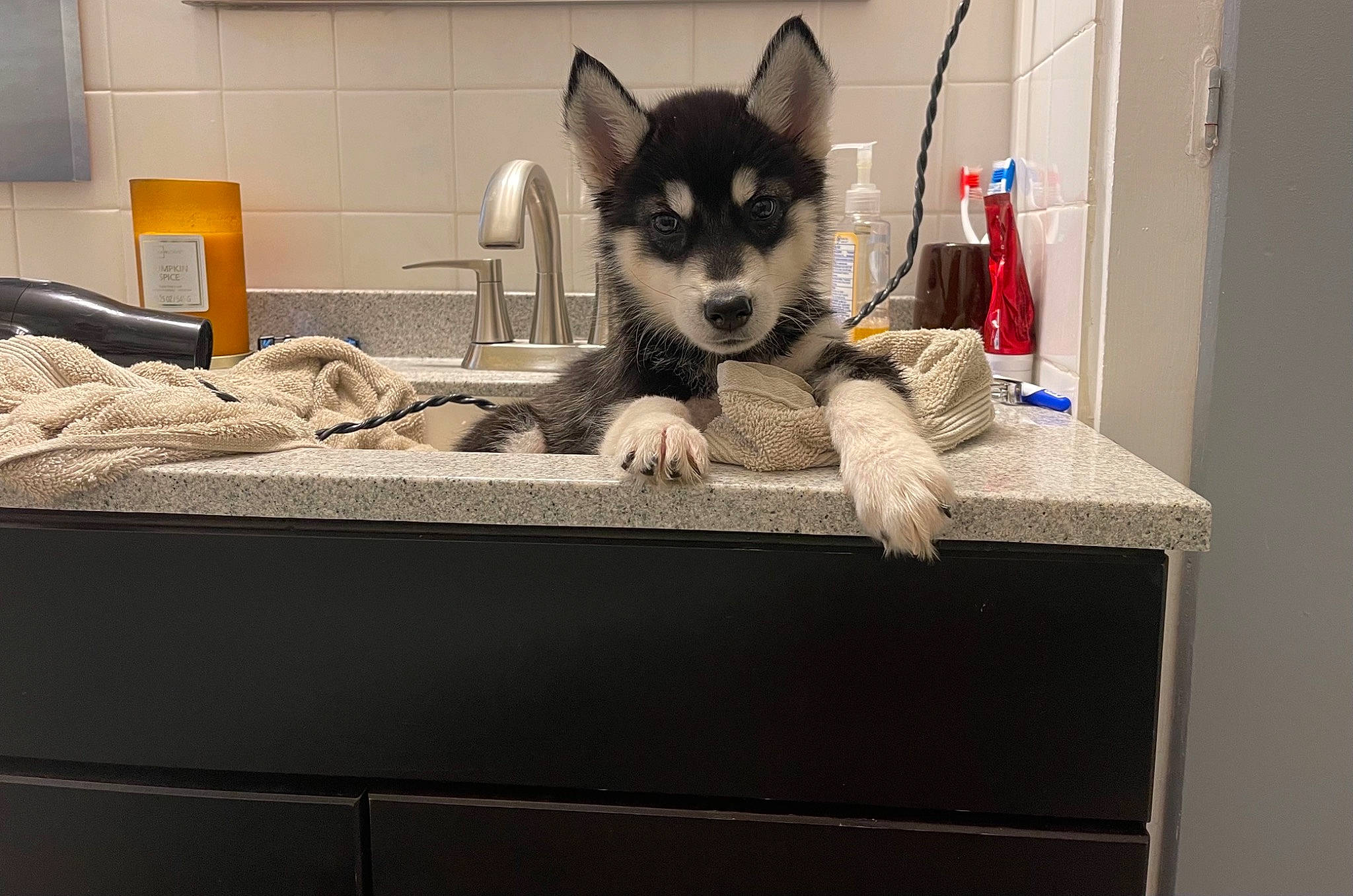 Nikao is registered to the contest to win money with this photo: box, cabinetry, cardboard, carnivore, cat, cat_supply, comfort, domestic_short_haired_cat, felidae, fictional_character, fur, grey, major_appliance, pet_supply, rectangle, room, small_to_medium_sized_cats, snout, tail, whiskers