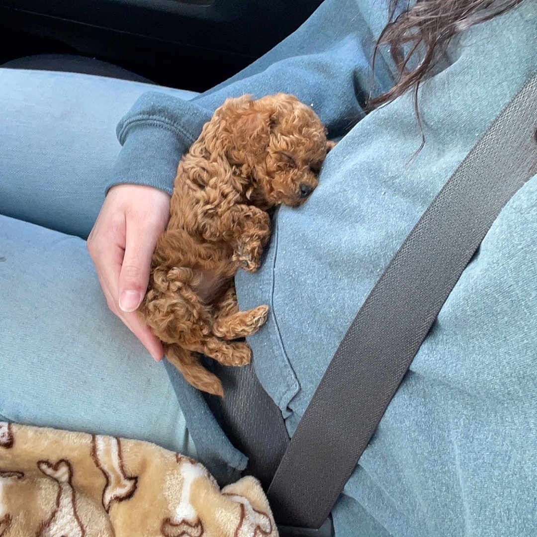 Remi joined the competition — help win amazing prizes! accessories, animal, bag, belt, blanket, canine, car, car_interior, cushion, dog, face, handbag, head, homedecor, person, pet, poodle, puppy, seatbelt, sleeping