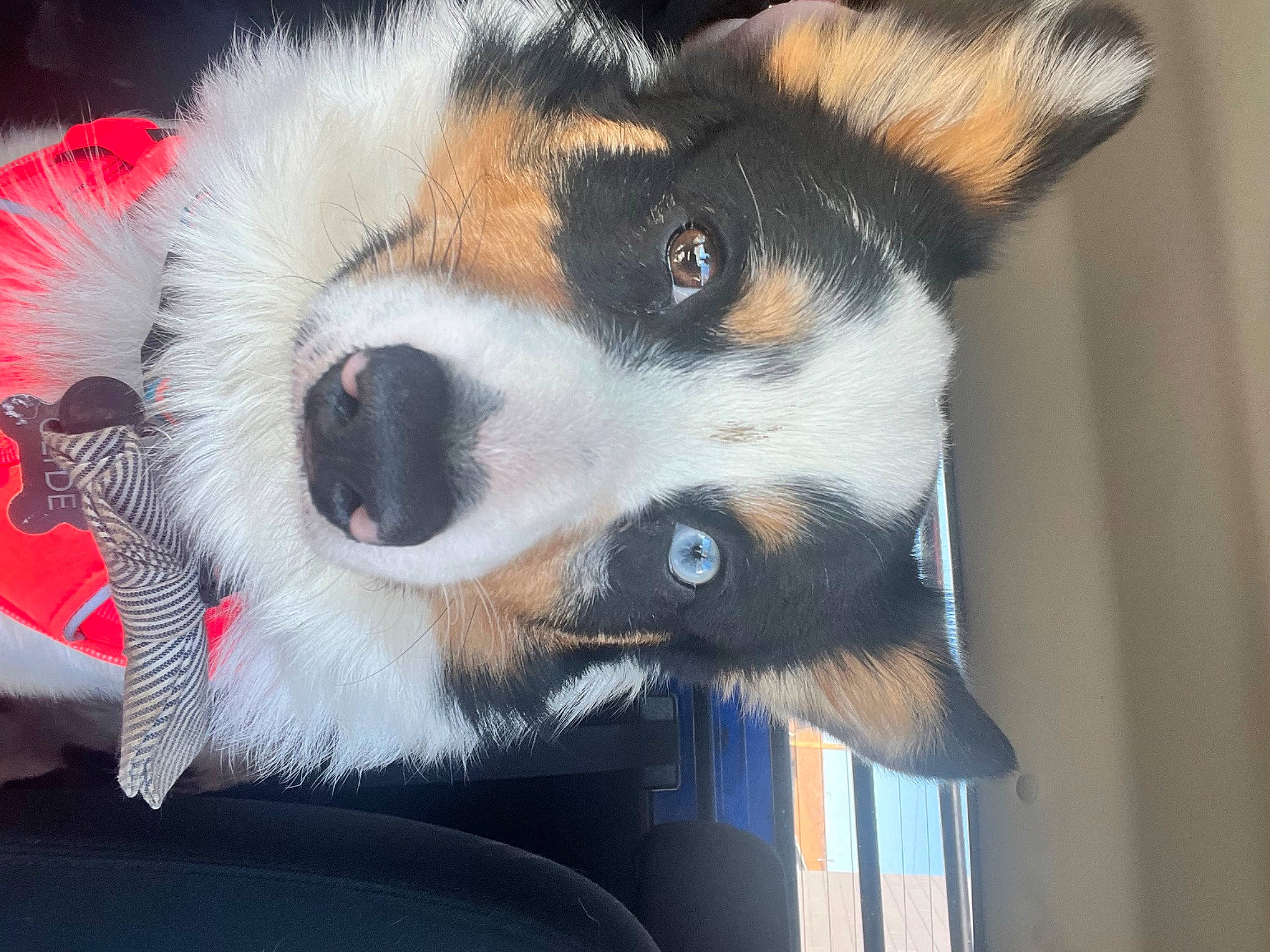 Clyde joined the competition — help win amazing prizes! canidae, carnivore, collar, companion_dog, dog, dog_breed, dog_collar, dog_supply, fur, herding_dog, non_sporting_group, paw, snout, sporting_group, terrestrial_animal, whiskers, working_animal, working_dog