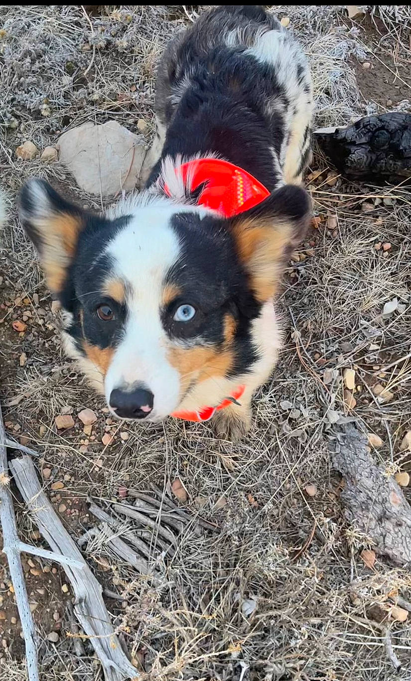 Clyde is registered to the contest to win money with this photo: adventure, australian_cattle_dog, canidae, carnivore, companion_dog, dog, dog_breed, dog_supply, fur, herding_dog, paw, plant, puppy, soil, sporting_group, tail, terrestrial_animal, whiskers, working_dog