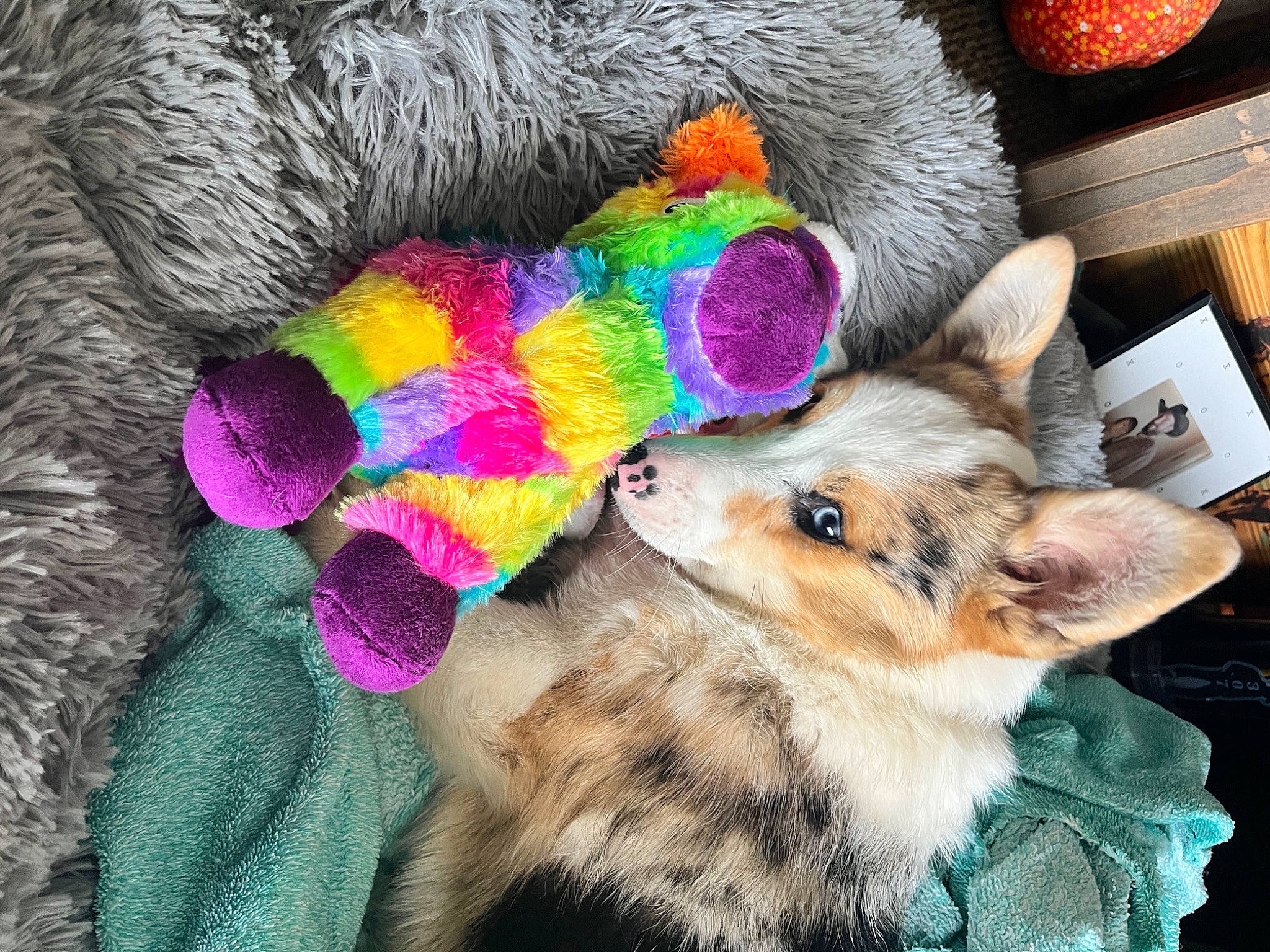 Grem is registered to the contest to win money with this photo: canidae, carnivore, companion_dog, dog_breed, dog_clothes, dog_supply, electric_blue, fashion_accessory, fawn, felidae, fur, magenta, natural_material, paw, stuffed_toy, tail, toy, whiskers, wool, woolen
