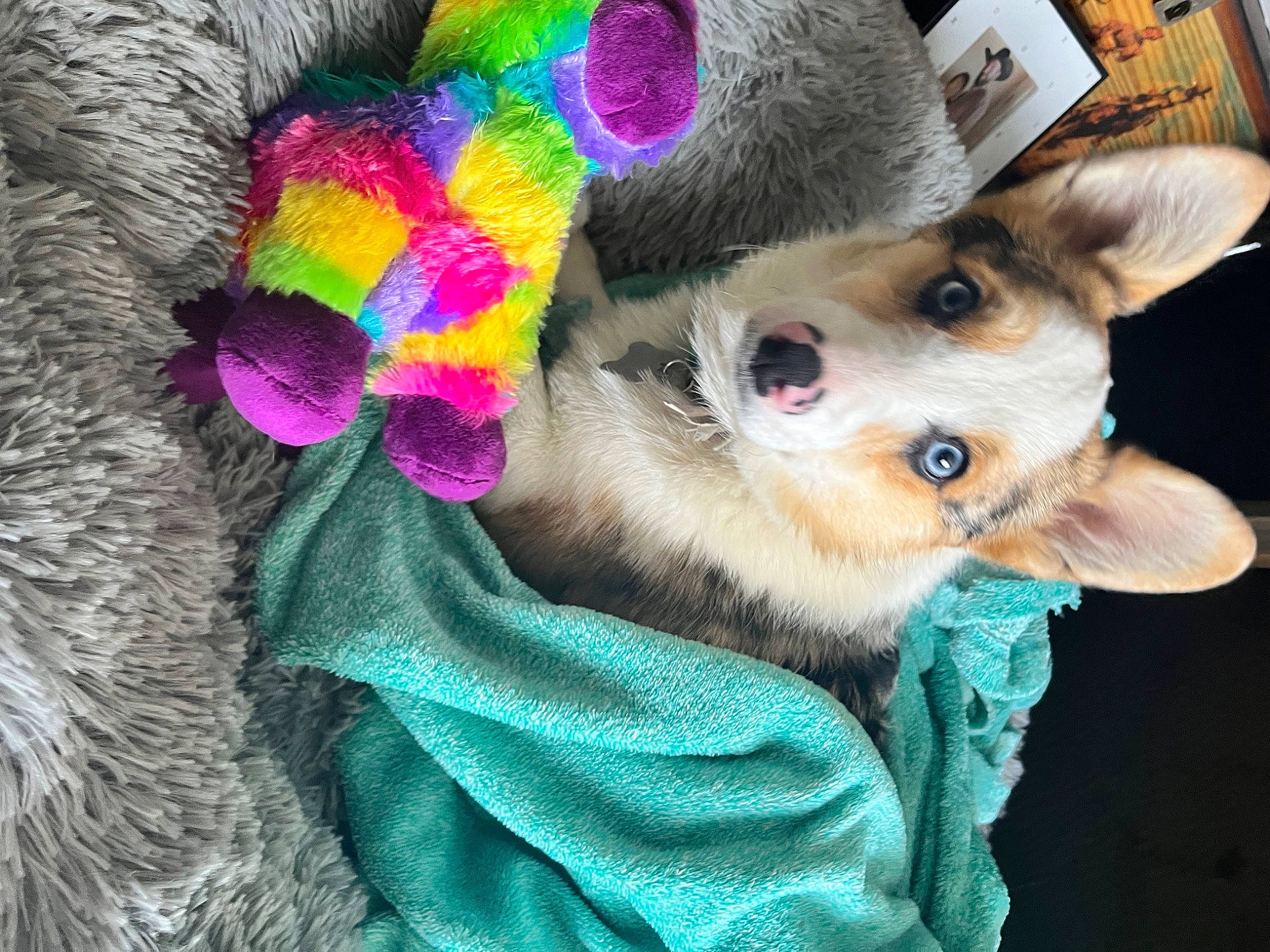 Grem is registered to the contest to win money with this photo: carnivore, comfort, companion_dog, dog, dog_breed, dog_clothes, ear, fashion_accessory, fawn, felidae, fur, fur_clothing, hat, magenta, selfie, small_to_medium_sized_cats, snout, toy_dog, tree, whiskers