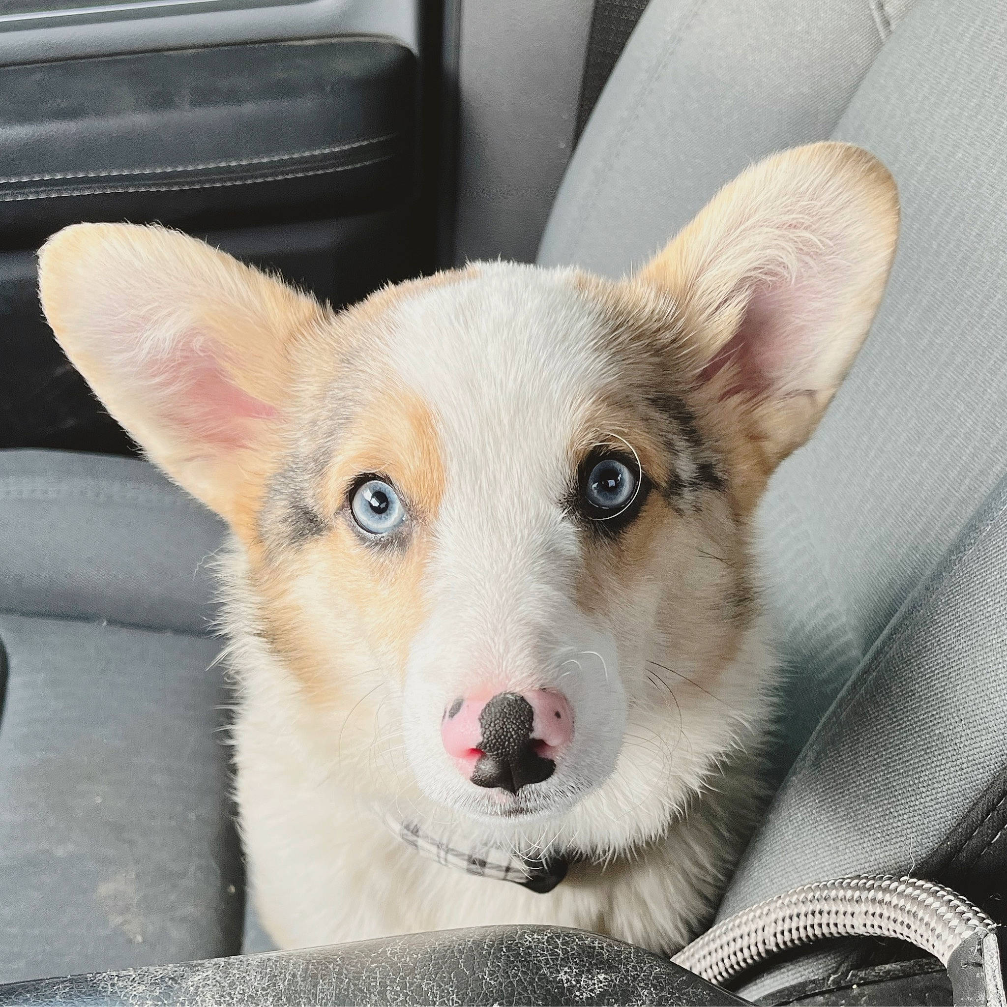 Grem joined the competition — help win amazing prizes! canidae, carnivore, collar, companion_dog, dog, dog_breed, dog_collar, ear, fang, fawn, fur, non_sporting_group, paw, puppy, snout, sporting_group, tail, terrestrial_animal, whiskers, working_animal