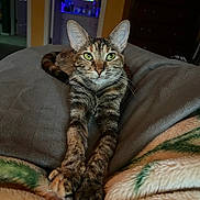 Leia is registered to the contest to win money with this photo: cat, tabby, stretching, green_eyes, indoor, blanket, cozy, furniture, bedroom, relaxed, pet, animal, whiskers, ears, paws, fur, looking_at_camera, domestic_cat, resting, soft_lighting
