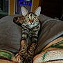cat, tabby, stretching, green_eyes, indoor, blanket, cozy, furniture, bedroom, relaxed, pet, animal, whiskers, ears, paws, fur, looking_at_camera, domestic_cat, resting, soft_lighting