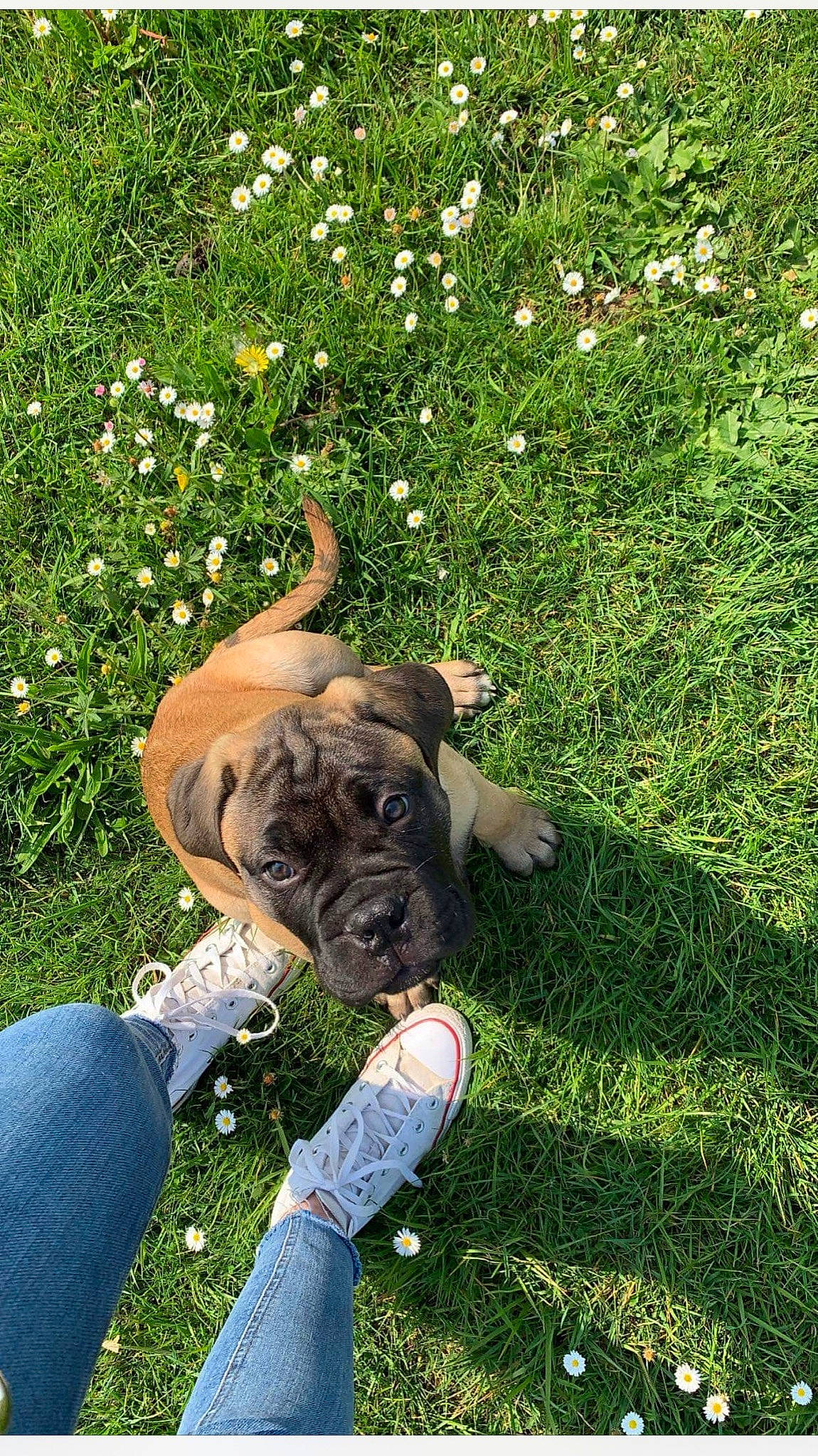 Rock participe au concours pour gagner de l'argent avec cette photo : canidae, carnivore, collar, companion_dog, dog, dog_breed, dog_collar, fawn, flower, grass, grassland, groundcover, lawn, people_in_nature, plant, snout, sporting_group, terrestrial_animal, working_animal, wrinkle