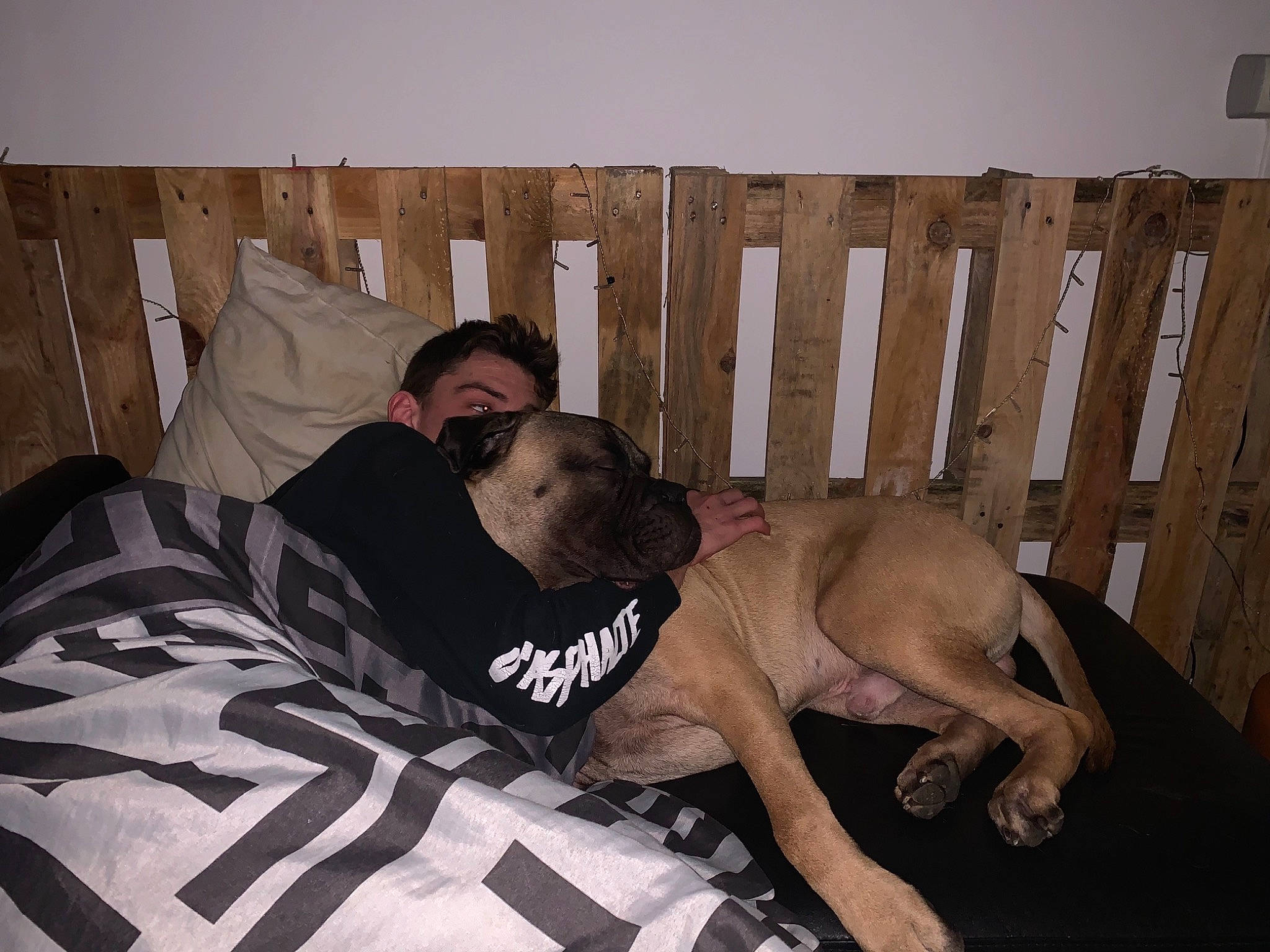 Rock participe au concours pour gagner de l'argent avec cette photo : abdomen, barechested, bed, bedding, carnivore, chest, comfort, dog, elbow, fawn, flooring, hardwood, human_leg, knee, linens, shorts, sunglasses, thigh, trunk, wood