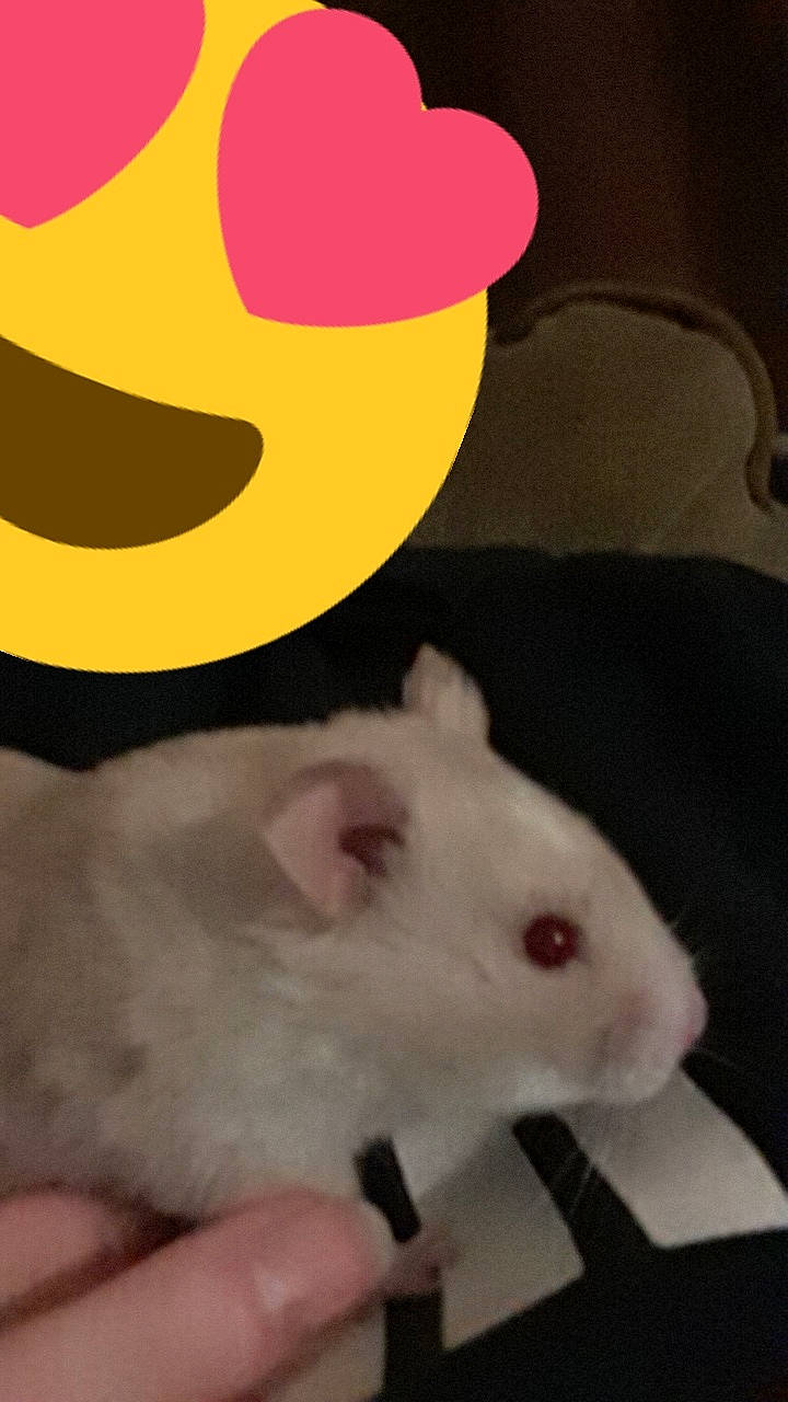 Leroy is registered to the contest to win money with this photo: chinchilla, fawn, fur, gerbil, guinea_pig, hamster, mouse, muridae, muroidea, pest, rat, rodent, whiskers