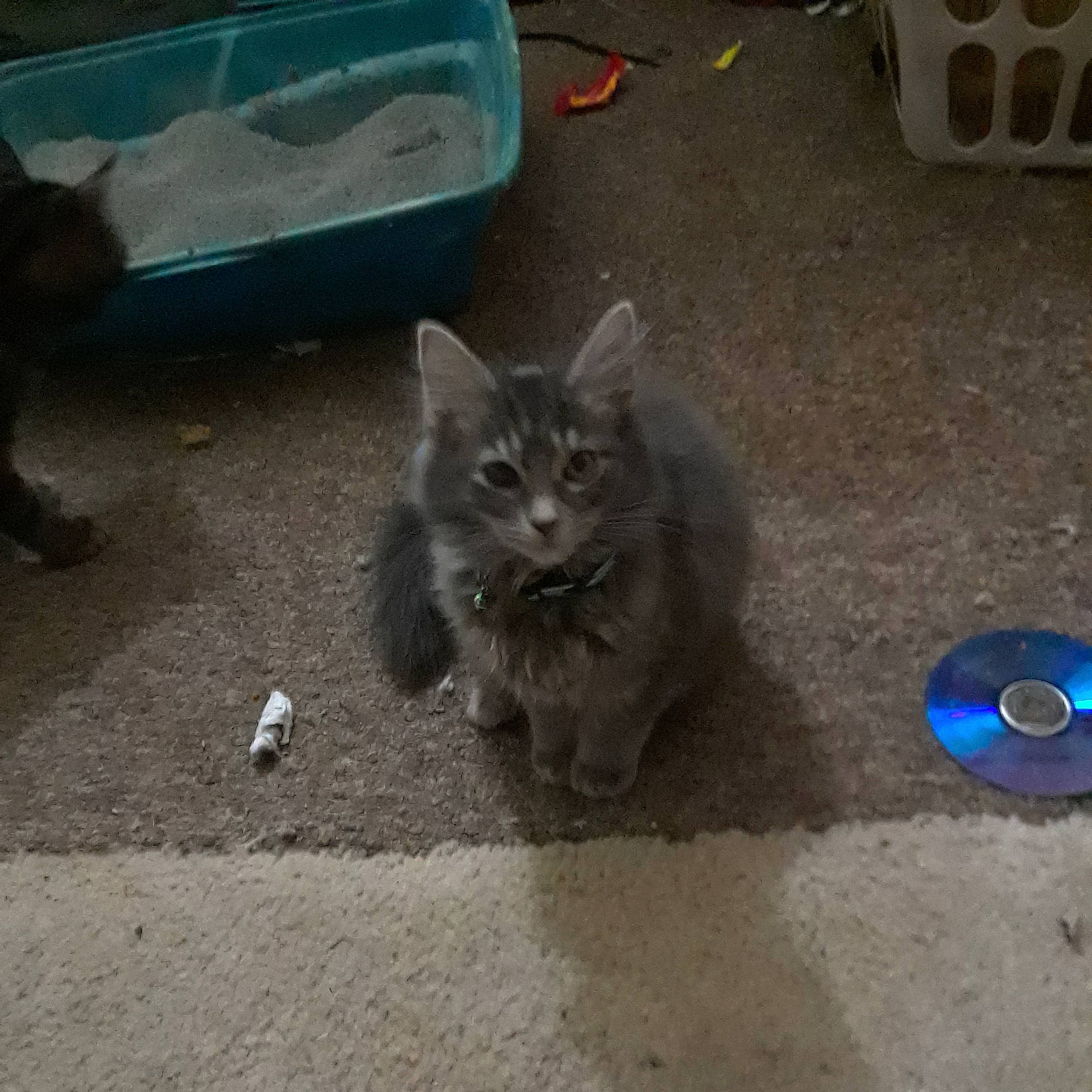 Fluffers is registered to the contest to win money with this photo: asian_semi_longhair, carnivore, cat, cymric, domestic_long_haired_cat, domestic_short_haired_cat, european_shorthair, fawn, felidae, kitten, korat, mammal, nebelung, polydactyl_cat, ragamuffin, russian_blue, small_to_medium_sized_cats, vertebrate, whiskers