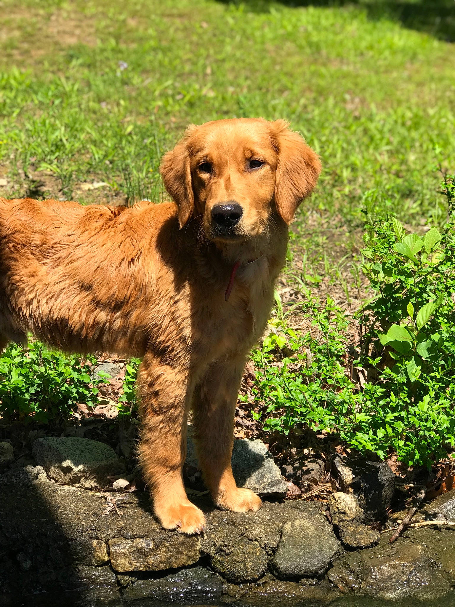Doug joined the competition — help win amazing prizes! canidae, carnivore, companion_dog, dog, dog_breed, fawn, golden_retriever, mammal, nova_scotia_duck_tolling_retriever, plant, retriever, spaniel, sporting_group, styrian_coarse_haired_hound, vertebrate