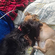 Goliath is registered to the contest to win money with this photo: dog, black_dog, tan_dog, bed, blanket, plaid_blanket, fluffy, snuggling, resting, cozy, indoor, pet, animal, cute, sleeping, fur, closeup, friendship, comfort, relaxation