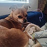 Goliath is registered to the contest to win money with this photo: dog, blanket, couch, indoor, pet, brown_fur, tail, ear, window, curtains, collar, resting, cozy, furniture, fabric, light, cord, relaxed, animal, companion