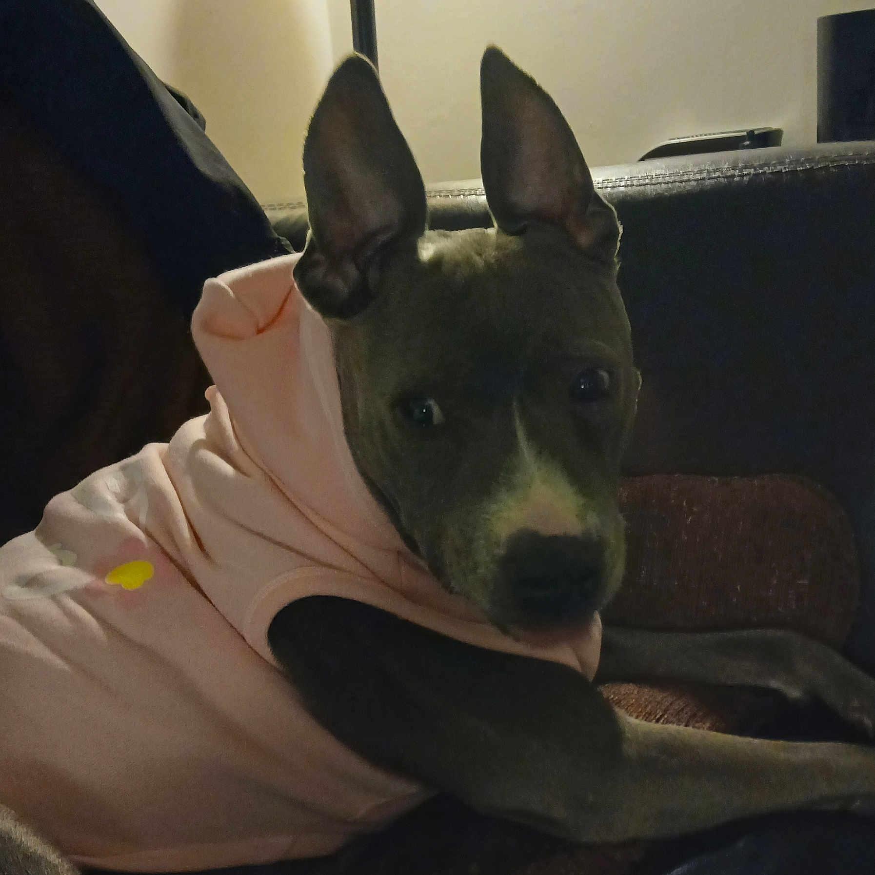 Cheba