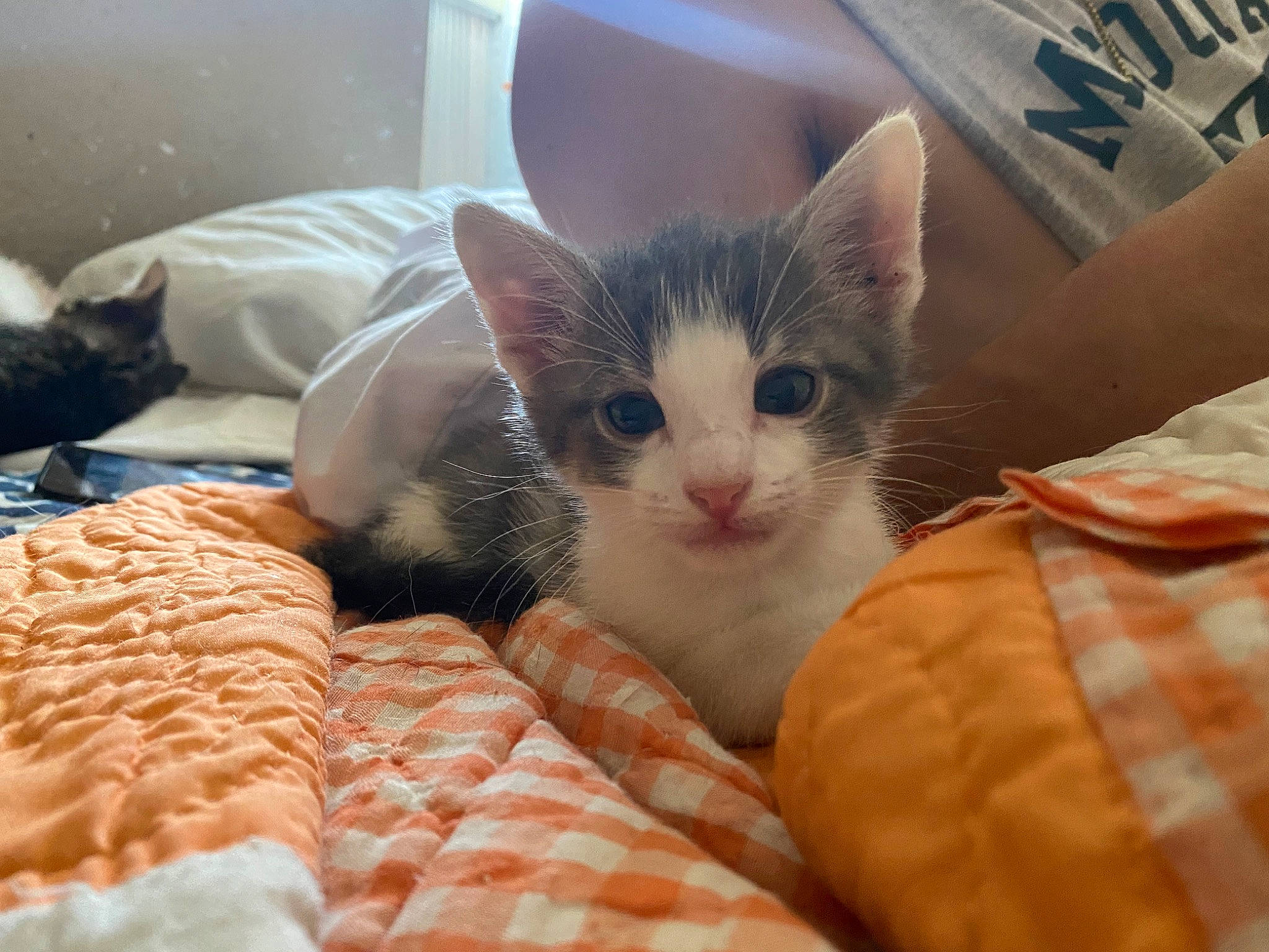 Gandalf joined the competition — help win amazing prizes! bed, bedding, carnivore, cat, claw, comfort, domestic_short_haired_cat, fawn, felidae, fur, linens, musical_instrument, nap, paw, room, small_to_medium_sized_cats, tail, whiskers