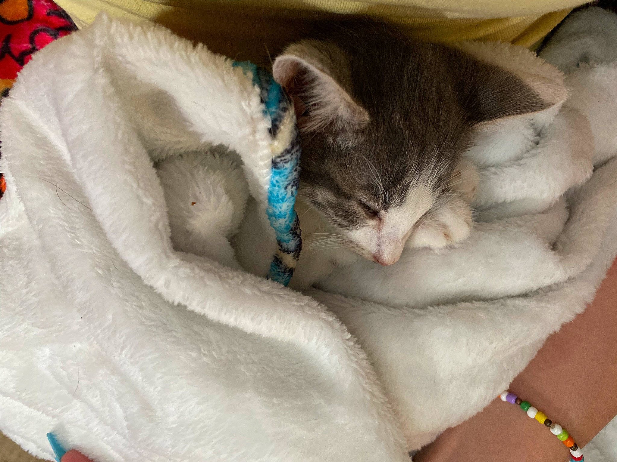 Gandalf is registered to the contest to win money with this photo: carnivore, cat, cat_bed, claw, comfort, domestic_short_haired_cat, ear, eyelash, fawn, felidae, fur, gesture, jewellery, linens, nail, nap, paw, small_to_medium_sized_cats, tail, whiskers