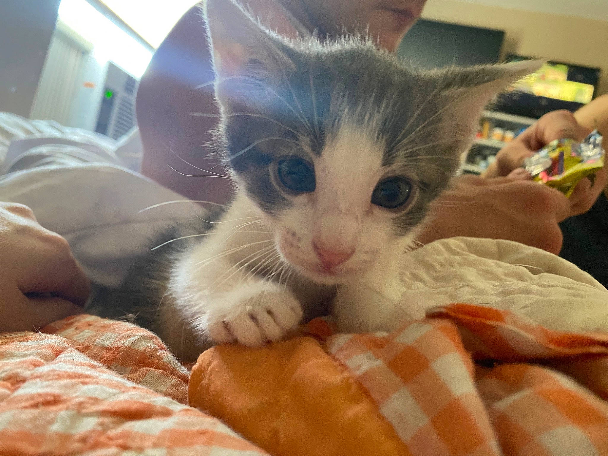 Gandalf joined the competition — help win amazing prizes! bed, carnivore, cat, claw, comfort, domestic_short_haired_cat, ear, felidae, fur, lap, linens, mammal, nail, paw, plaid, small_to_medium_sized_cats, snout, tartan, whiskers