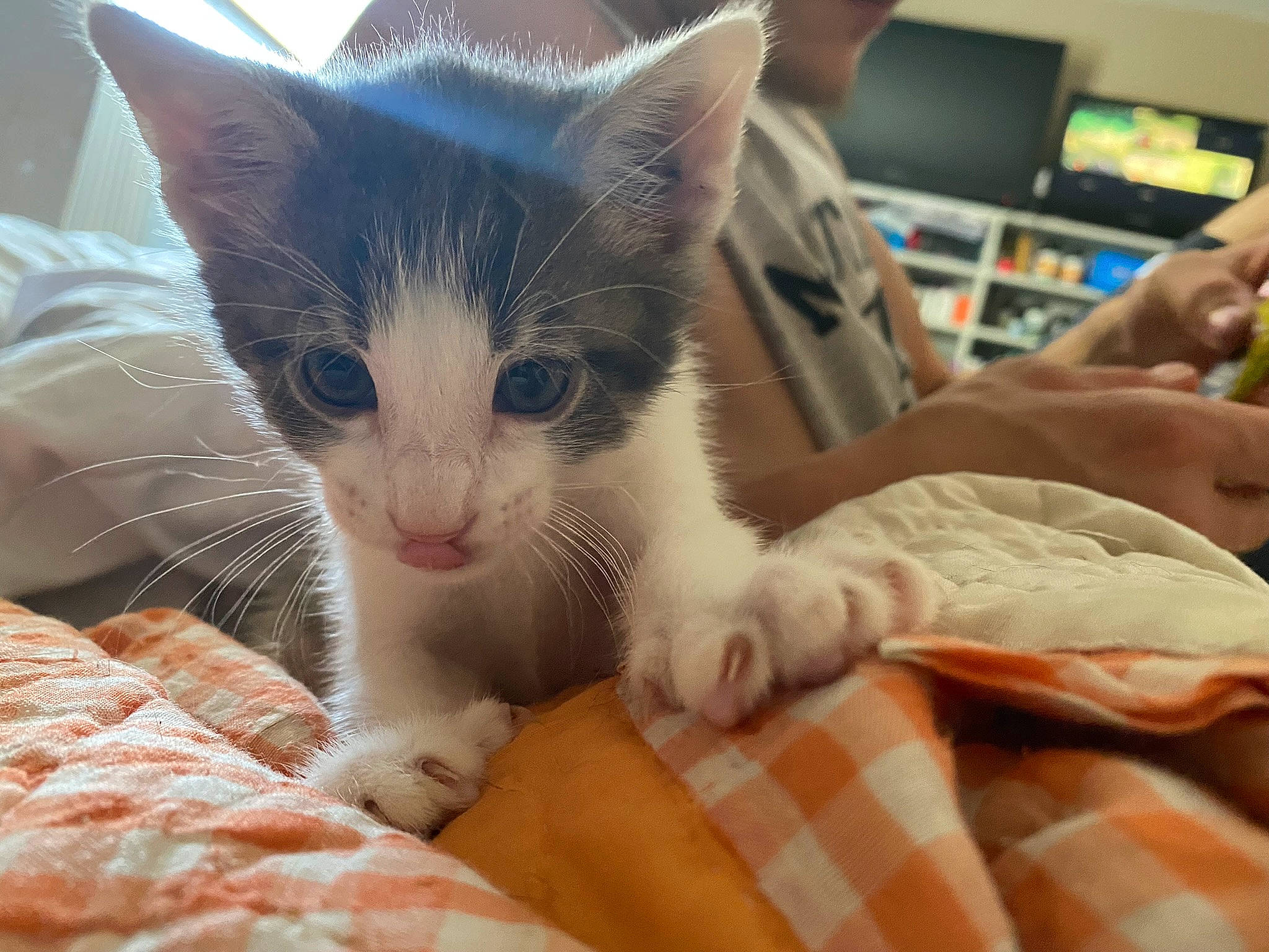 Gandalf is registered to the contest to win money with this photo: carnivore, cat, claw, comfort, domestic_short_haired_cat, felidae, fur, linens, paw, photo_caption, small_to_medium_sized_cats, snout, tail, television, whiskers