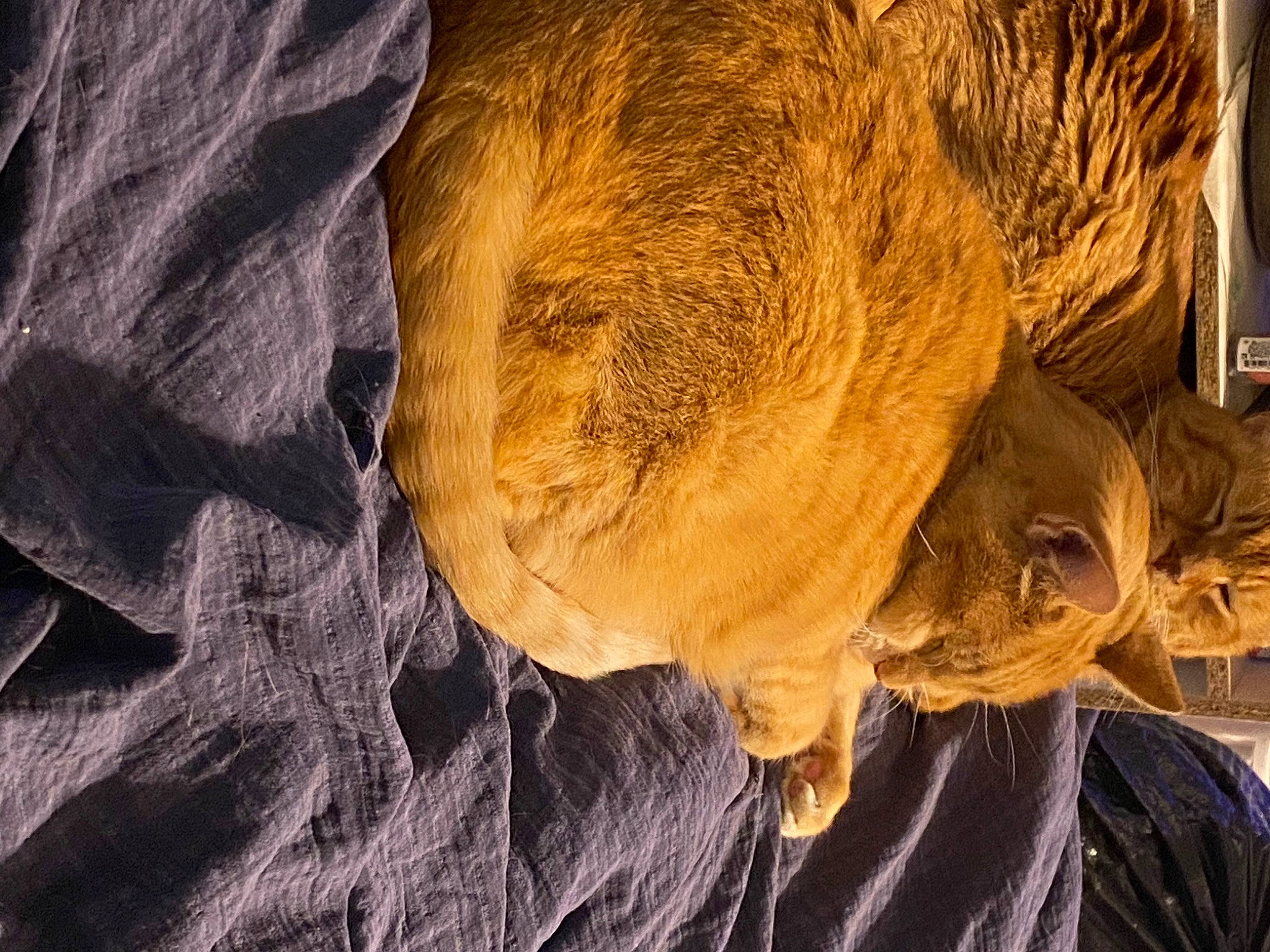 Julius is registered to the contest to win money with this photo: art, big_cats, fur, lion, natural_material, pattern, rock, sporting_group, terrestrial_animal, wildlife, wood, wrinkle