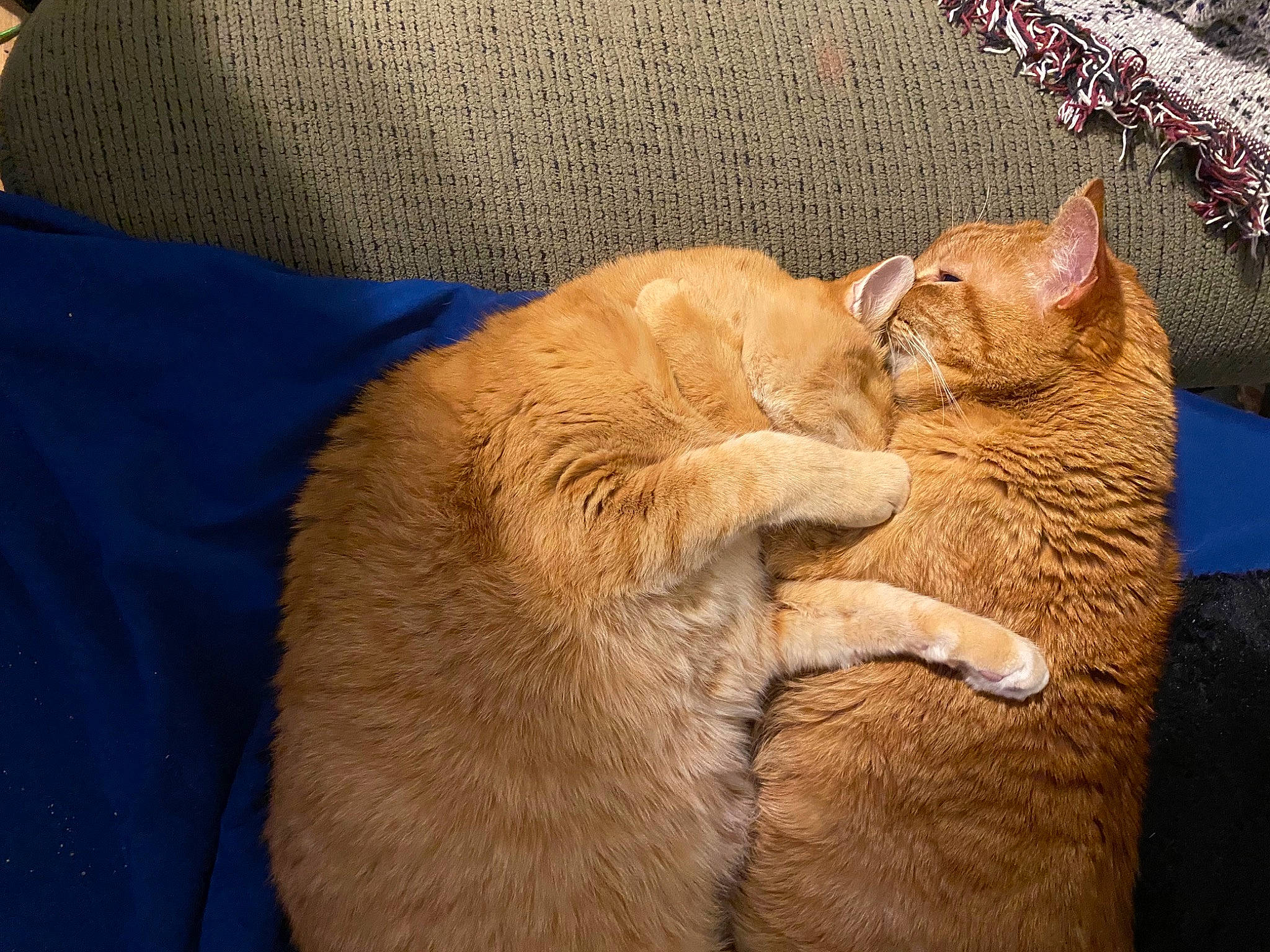 Julius is registered to the contest to win money with this photo: carnivore, cat, claw, comfort, domestic_short_haired_cat, fang, fawn, felidae, foot, fur, gesture, nap, paw, sleep, small_to_medium_sized_cats, snout, tail, terrestrial_animal, whiskers, wood