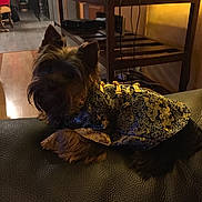 Jack participe au concours pour gagner de l'argent avec cette photo : animal, clothing, couch, cozy, decor, dog, domestic, fur, furniture, household, indoor, leather, living_room, ornate, pet, relaxing, small_dog, table, textile, warm_lighting